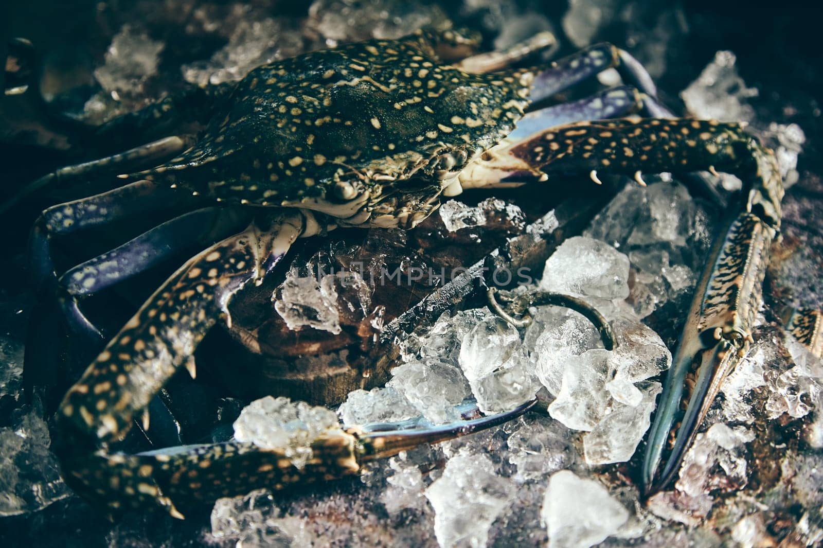 Uncooked healthy crab with flat body covered by shell placed on cold ice cubes in light kitchen during cooking preparation