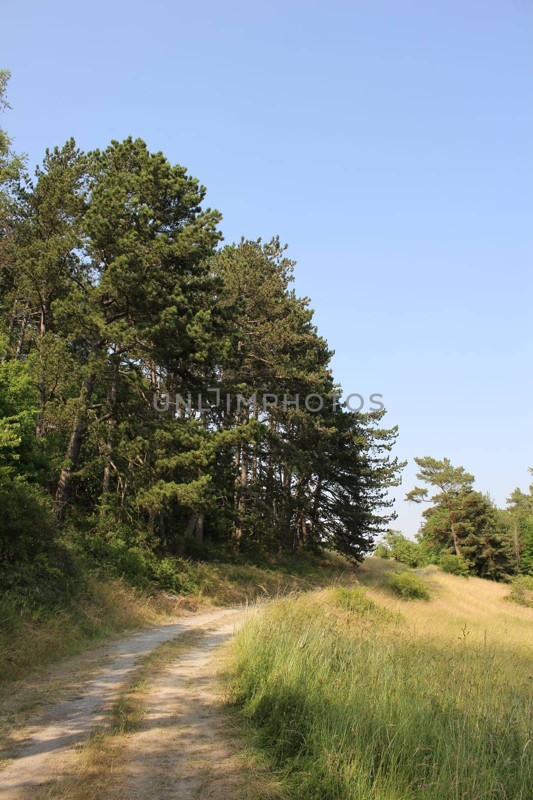 Trees