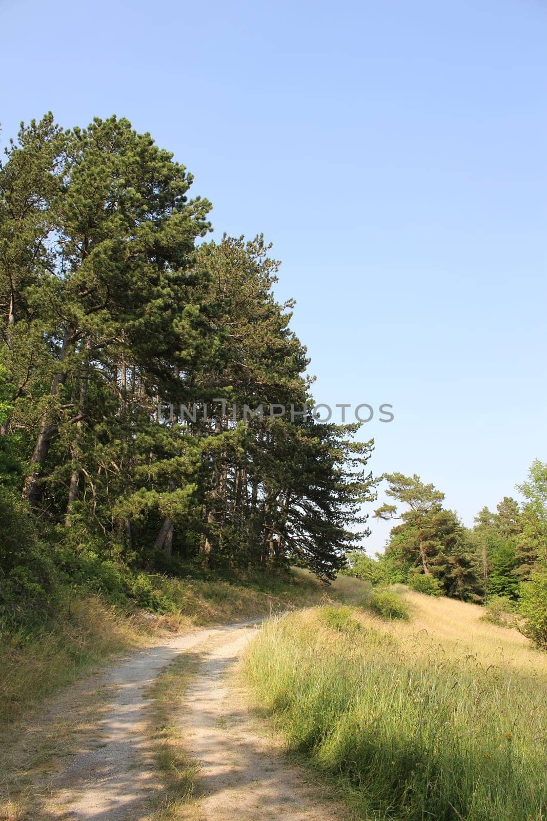 Trees