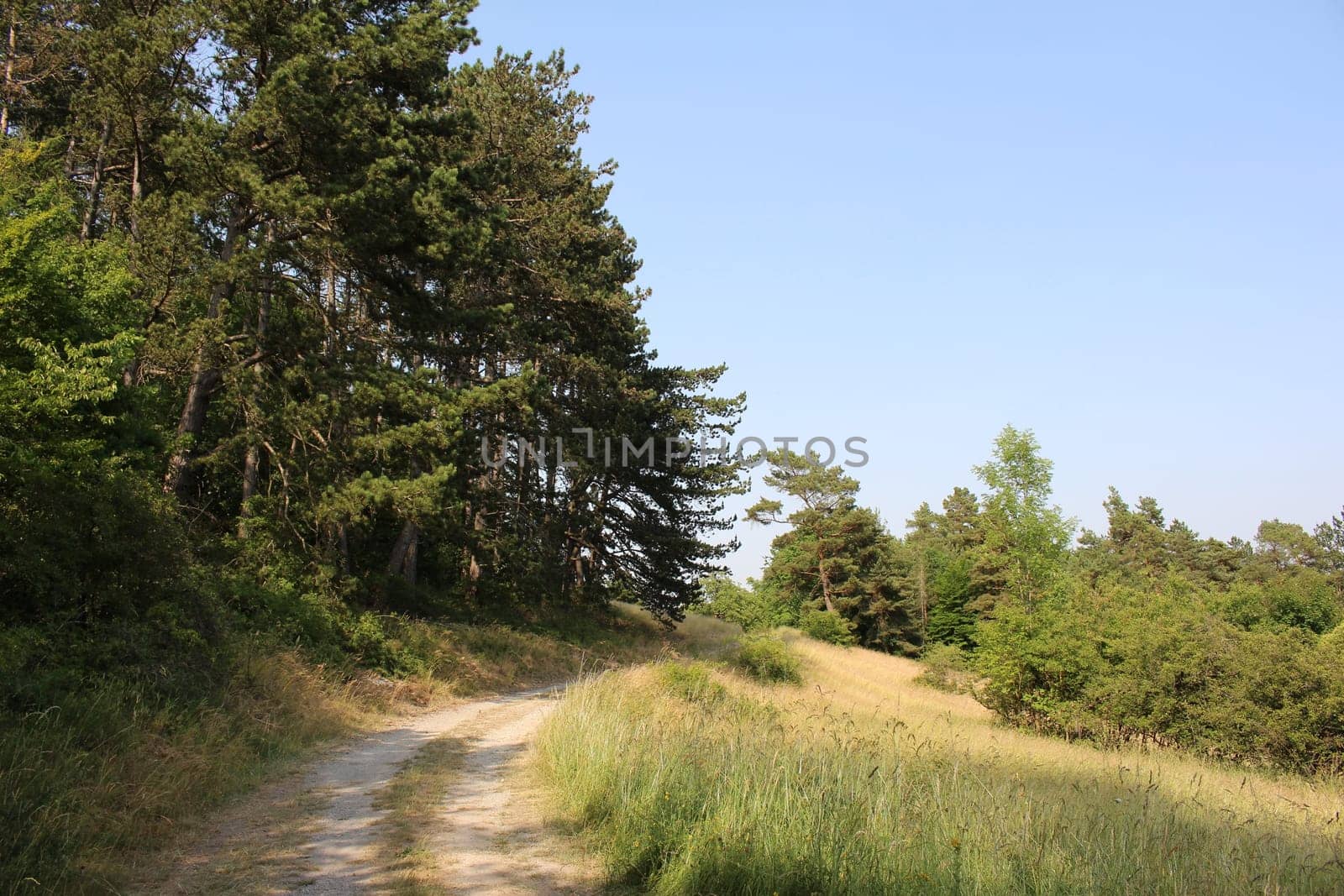 Trees