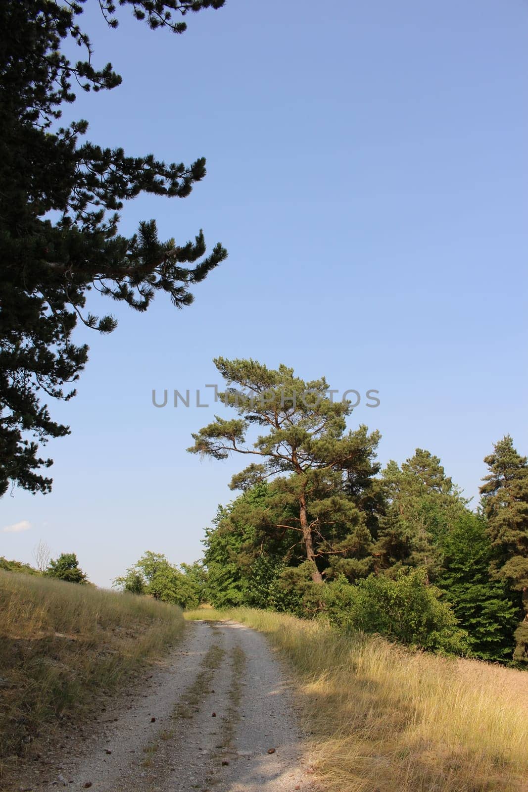 Pine