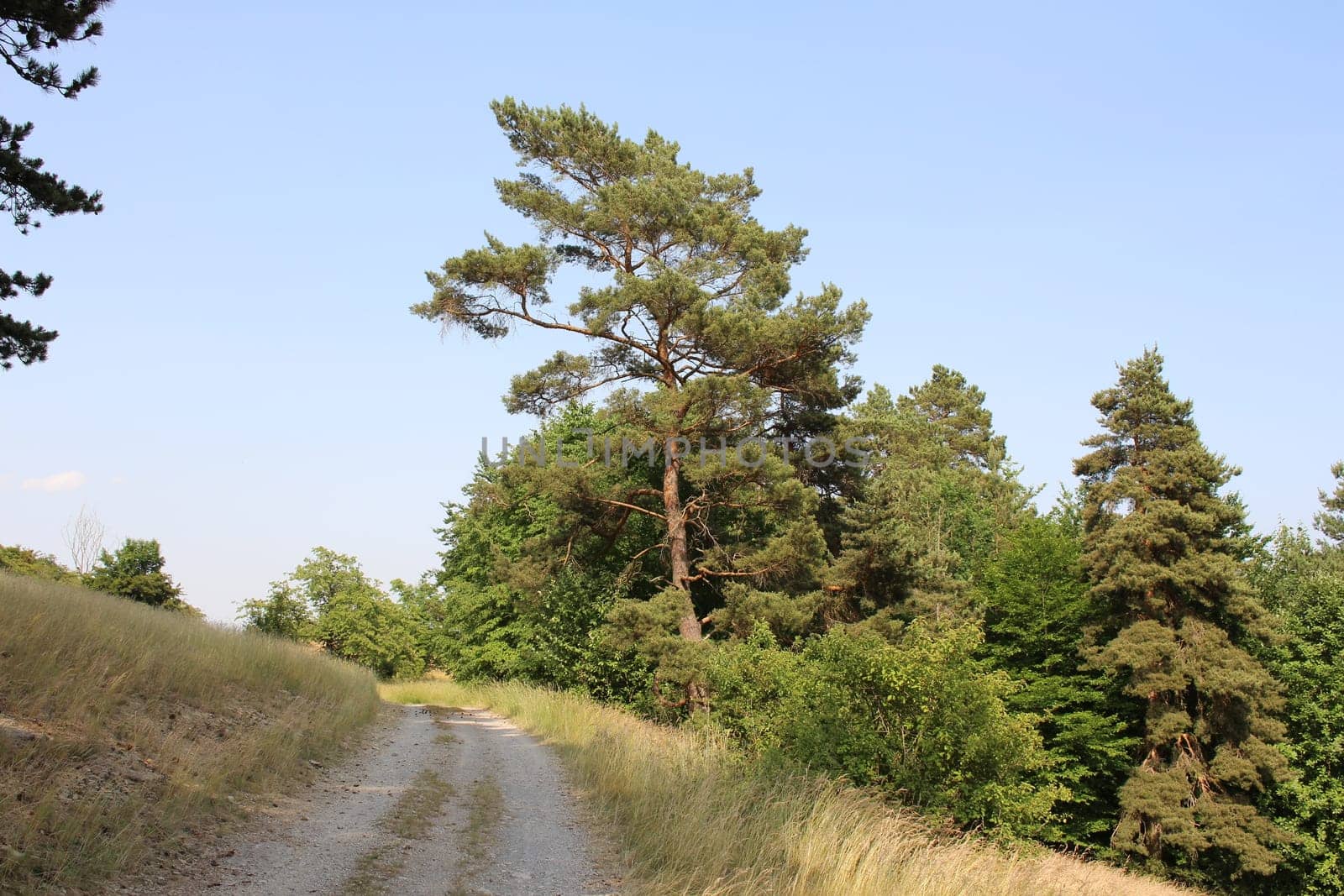 Pine
