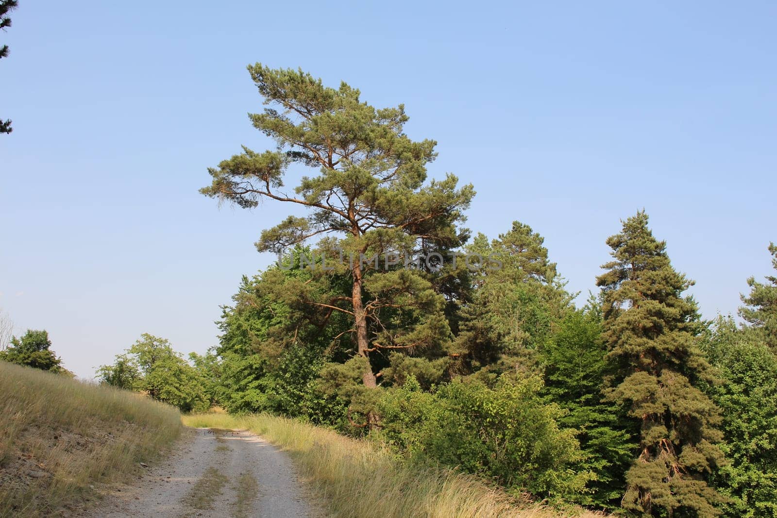Pine