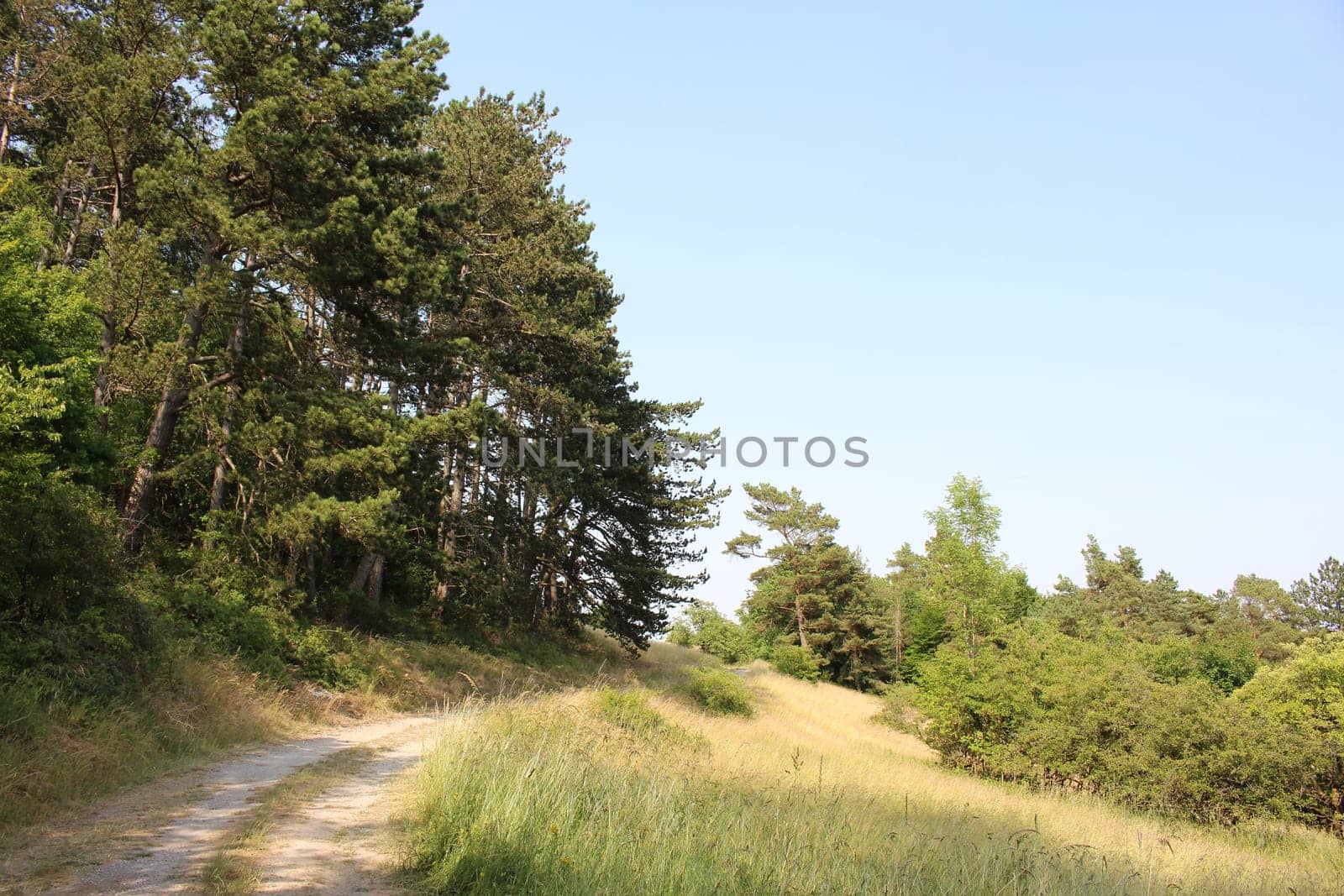 Trees
