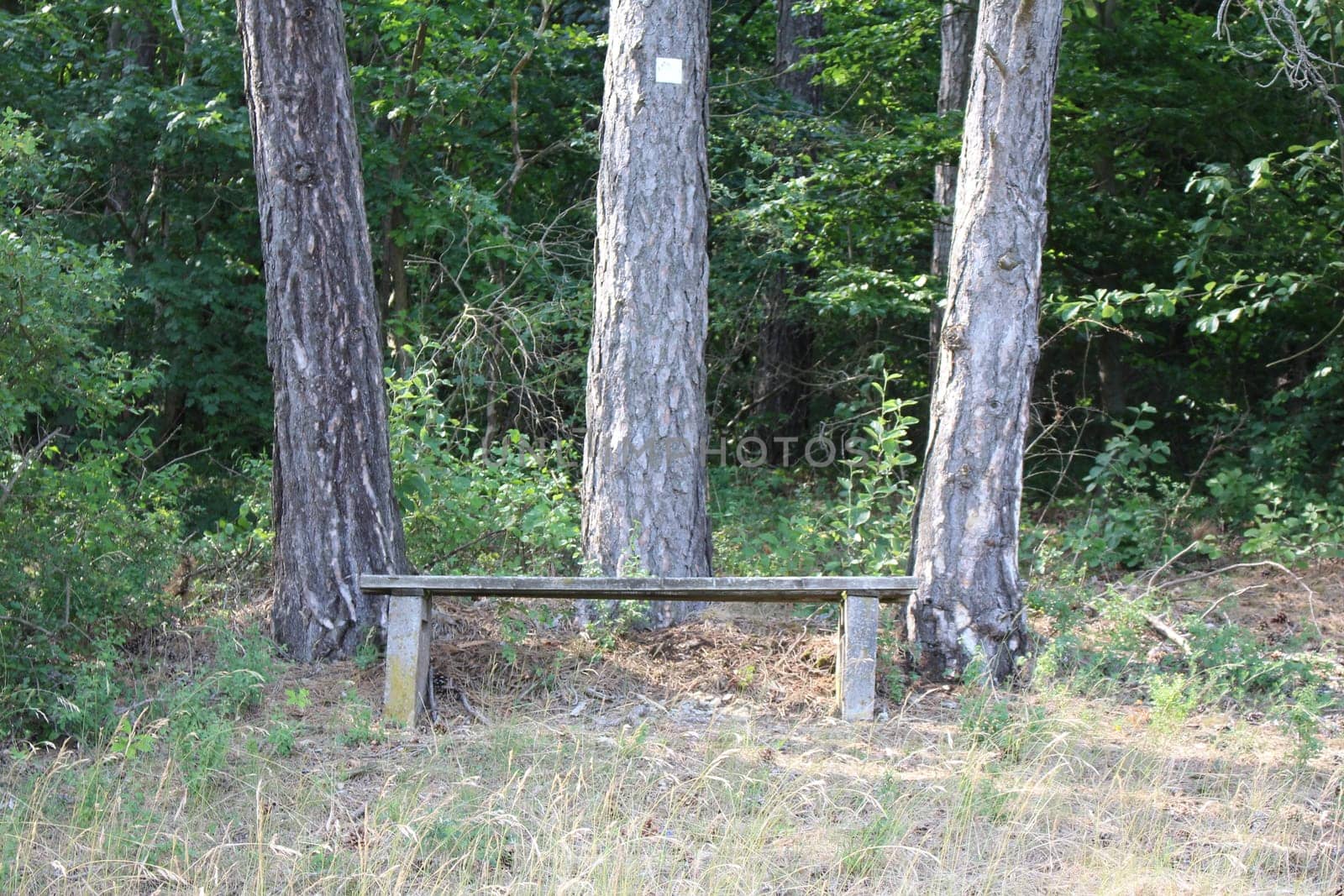 Wooden Bench