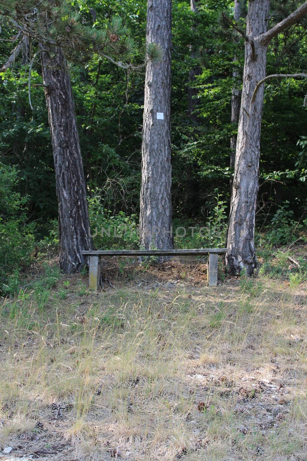Wooden Bench
