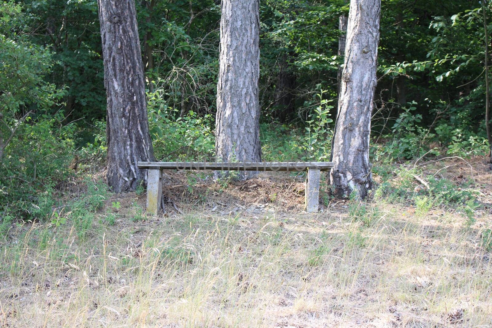 Wooden Bench