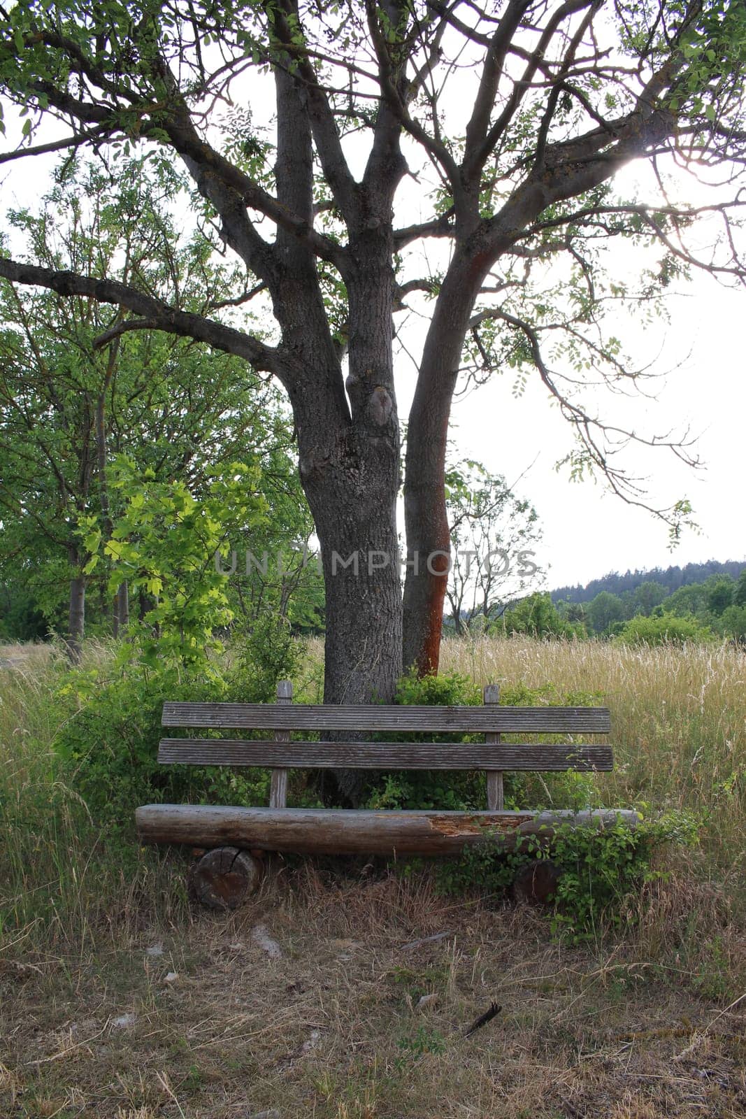 Wooden Bench