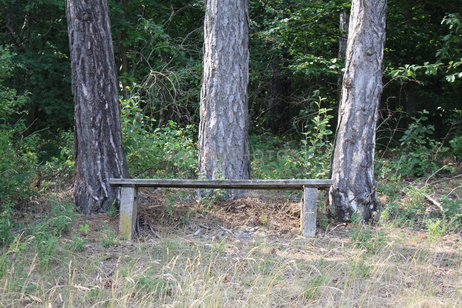Wooden Bench