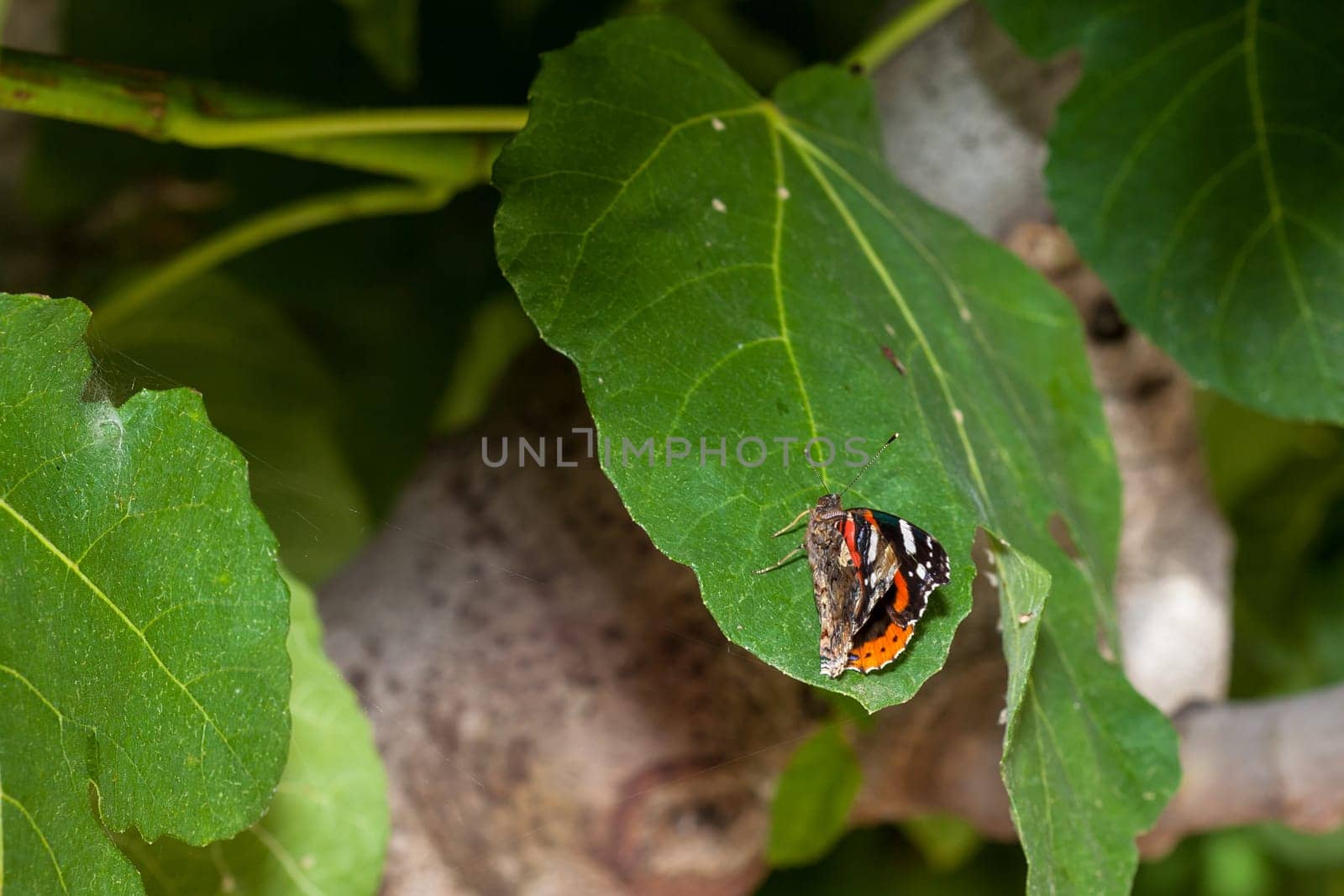 Admiral butterfly sitting on the green leaf.
