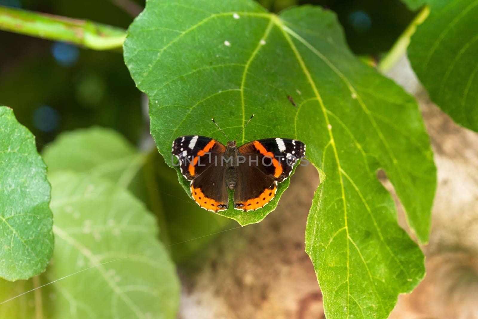 Admiral butterfly sitting on the green leaf.