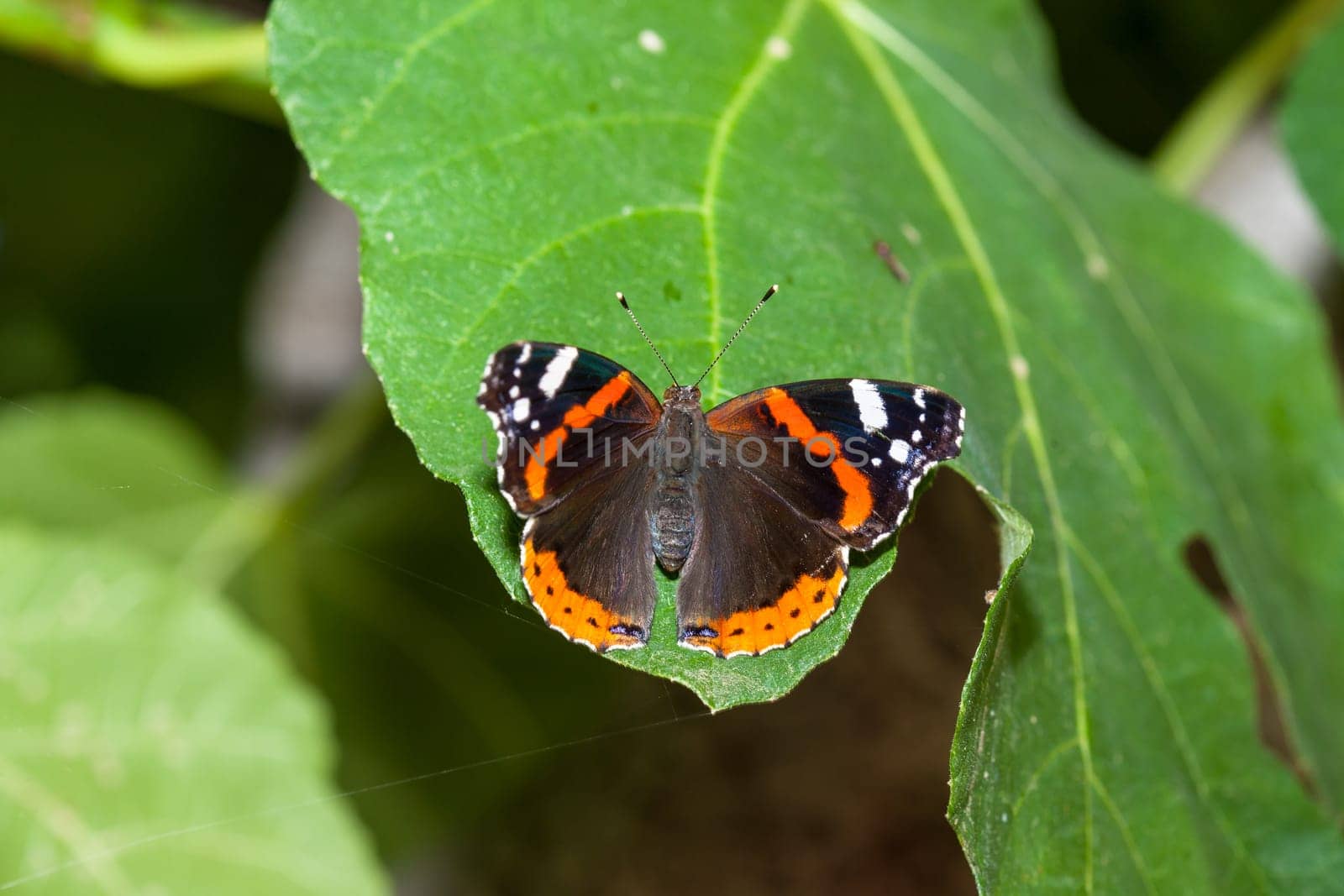 Admiral butterfly sitting on the green leaf.