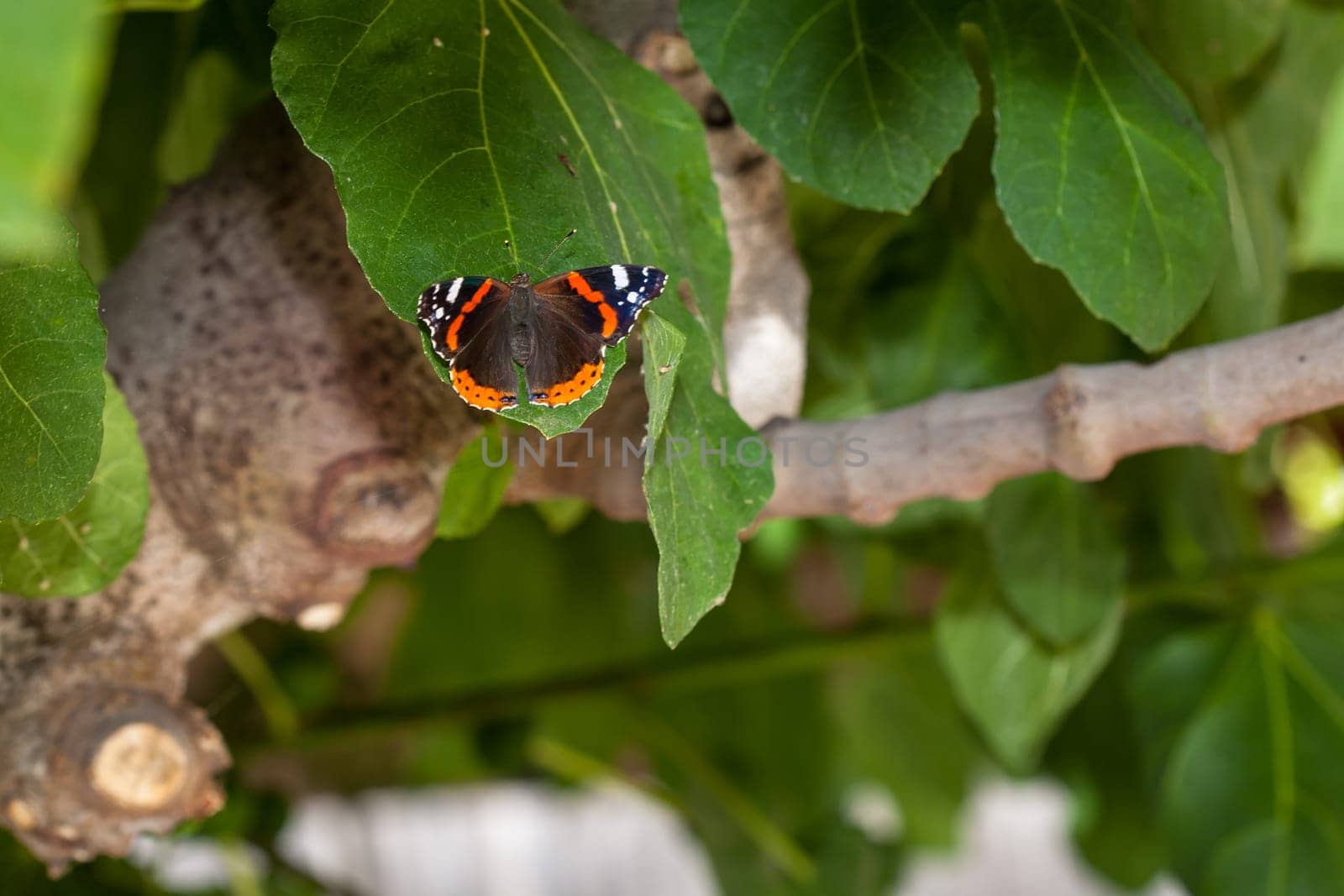 Admiral butterfly sitting on the green leaf.