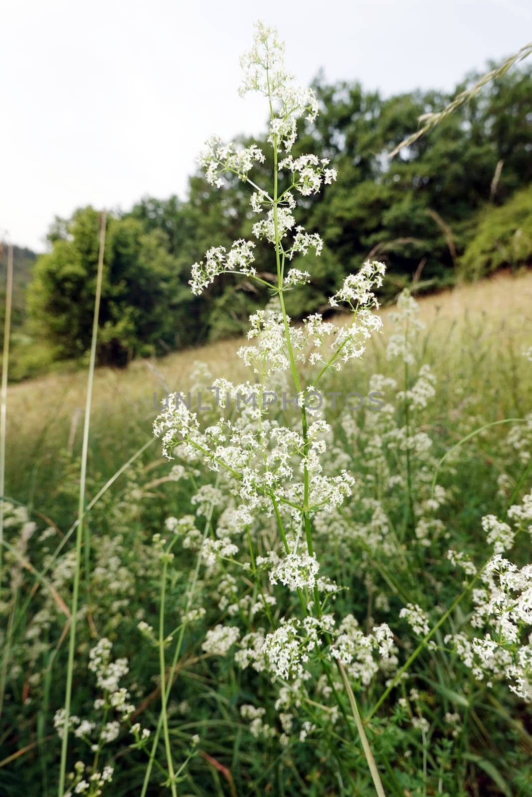 Wiesen-Labkraut (Galium mollugo agg.) auf Kalktrockenrasen , Naturschutzgebiet Kuttenberg, Nordrhein-Westfalen, Deutschland, Bad Münstereifel