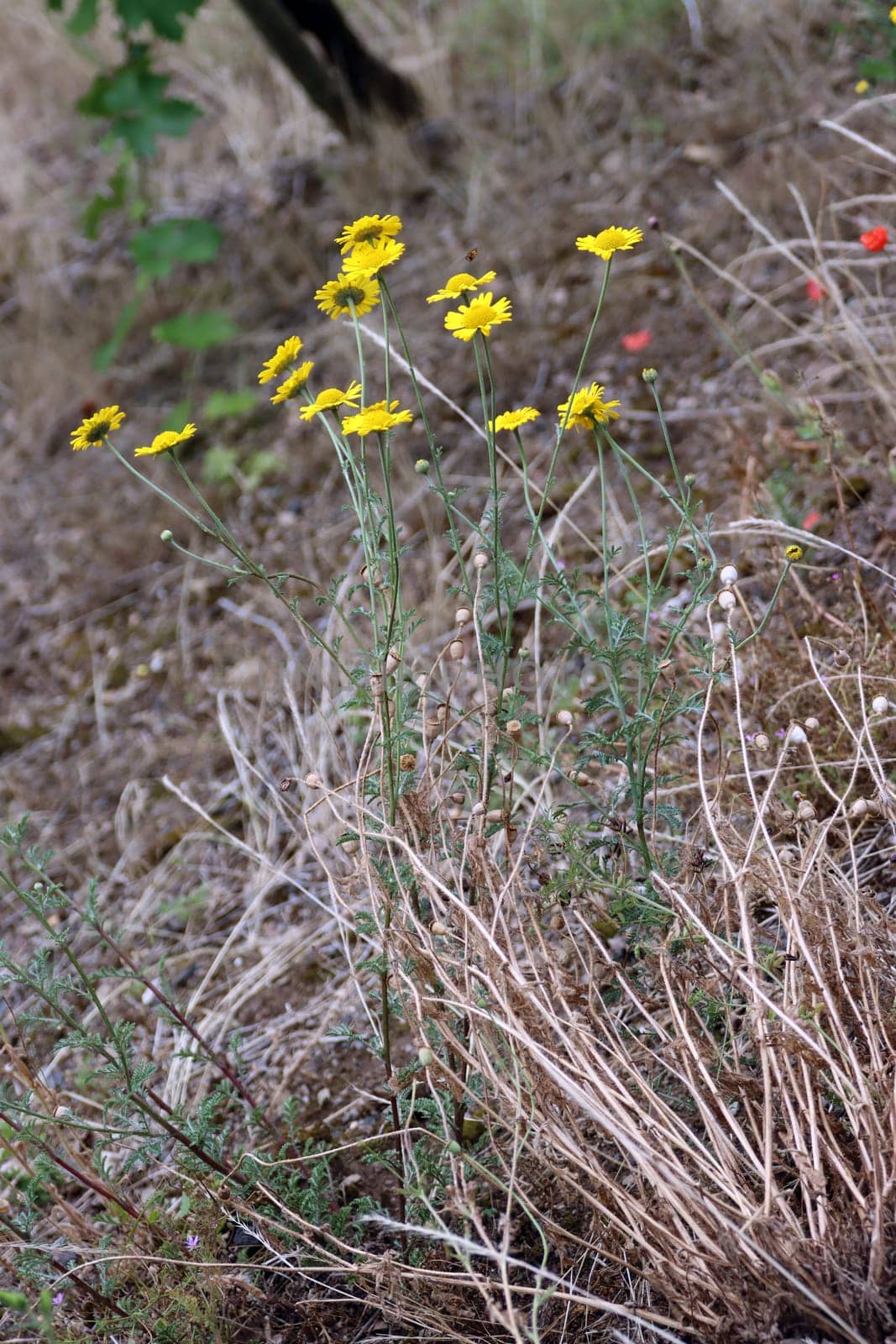 Färberkamille (Anthemis tinctoria, Syn. Cota tinctoria), verwilderte Zierpflanze, Rheinland-Pfalz, Deutschland, Dieblich