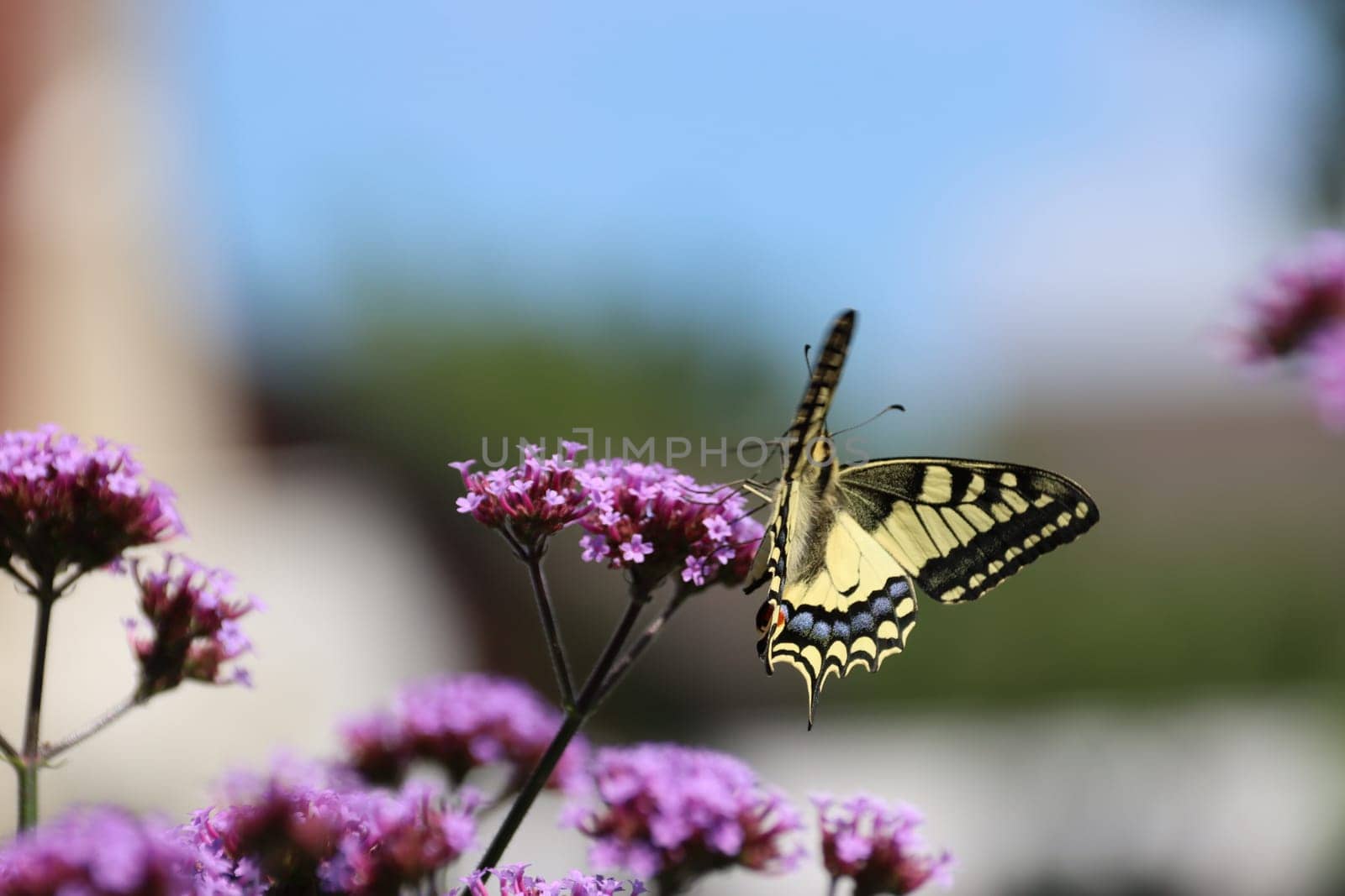 Schwalbenschwanz (Papilio machaon) auf einer Verbene