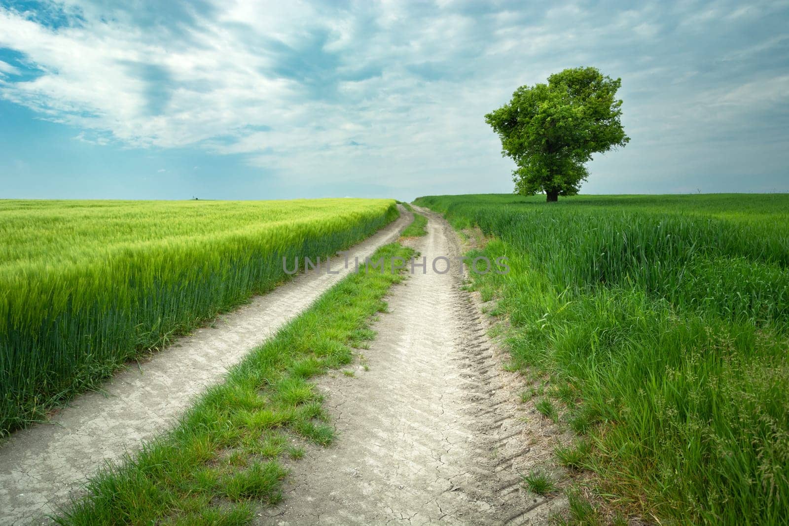Lonely tree by the road through the fields, Staw, Lubelskie, Poland