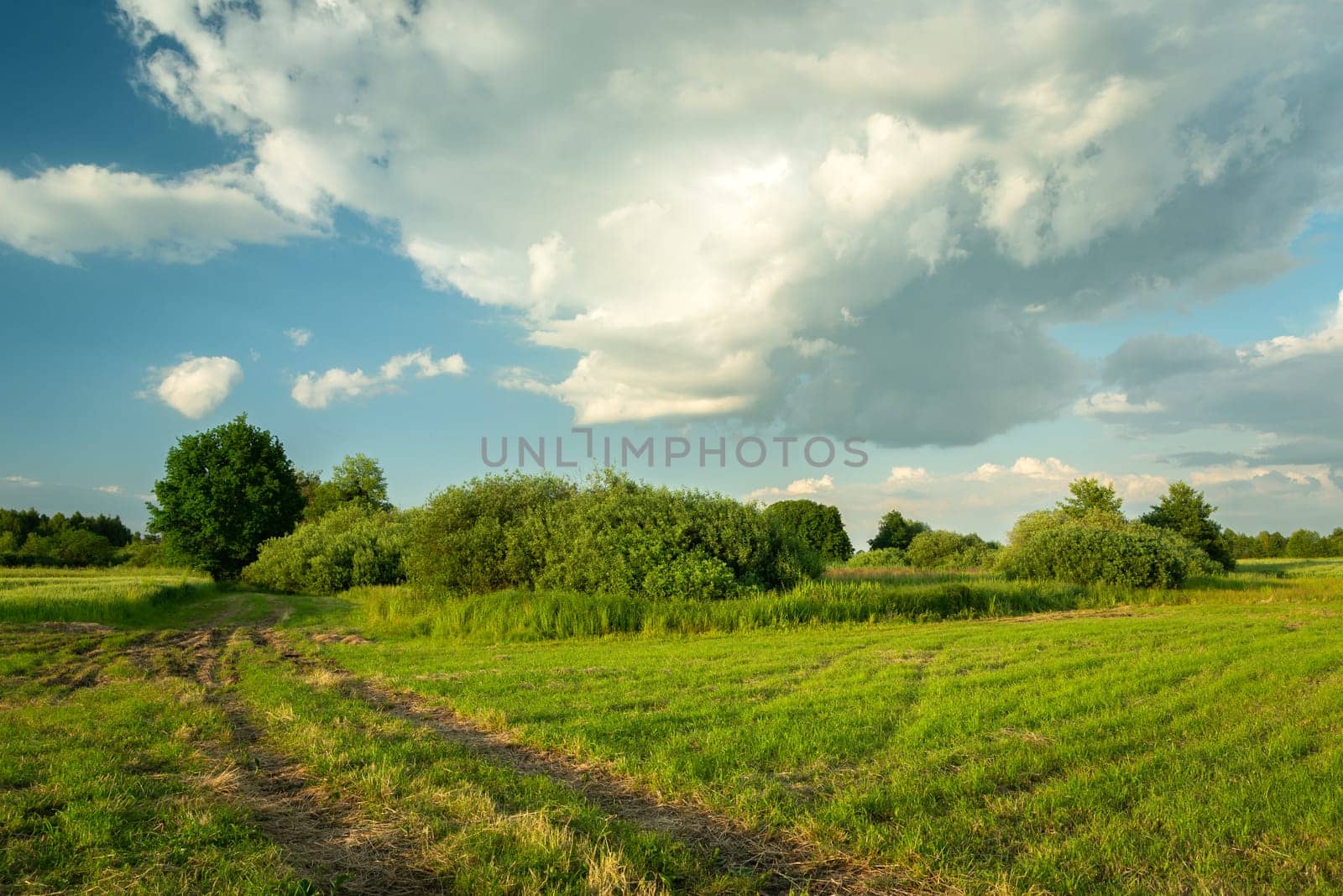 Path and trees on the meadow, cloud on the sky, Nowiny, Lubelskie, Poland