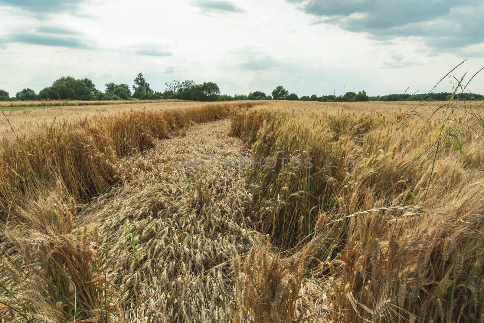 Destroyed grain in the field, summer view, Nowiny, Lubelskie, Poland