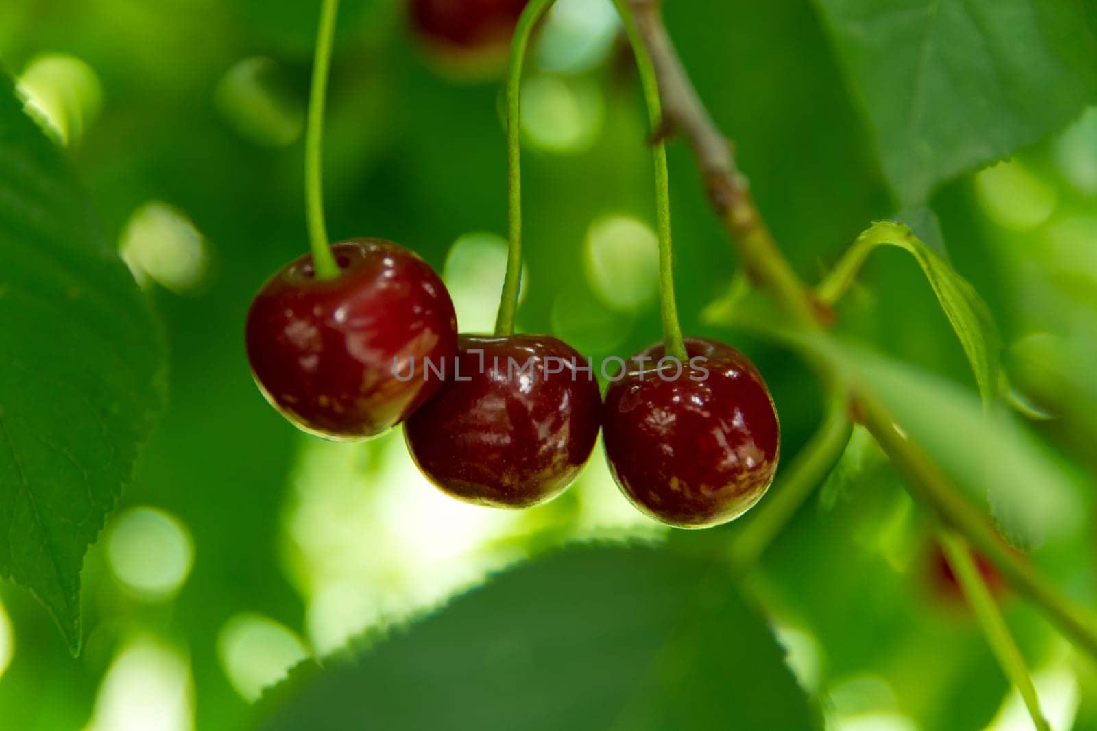 Ripe cherries hanging from a green tree, summer view