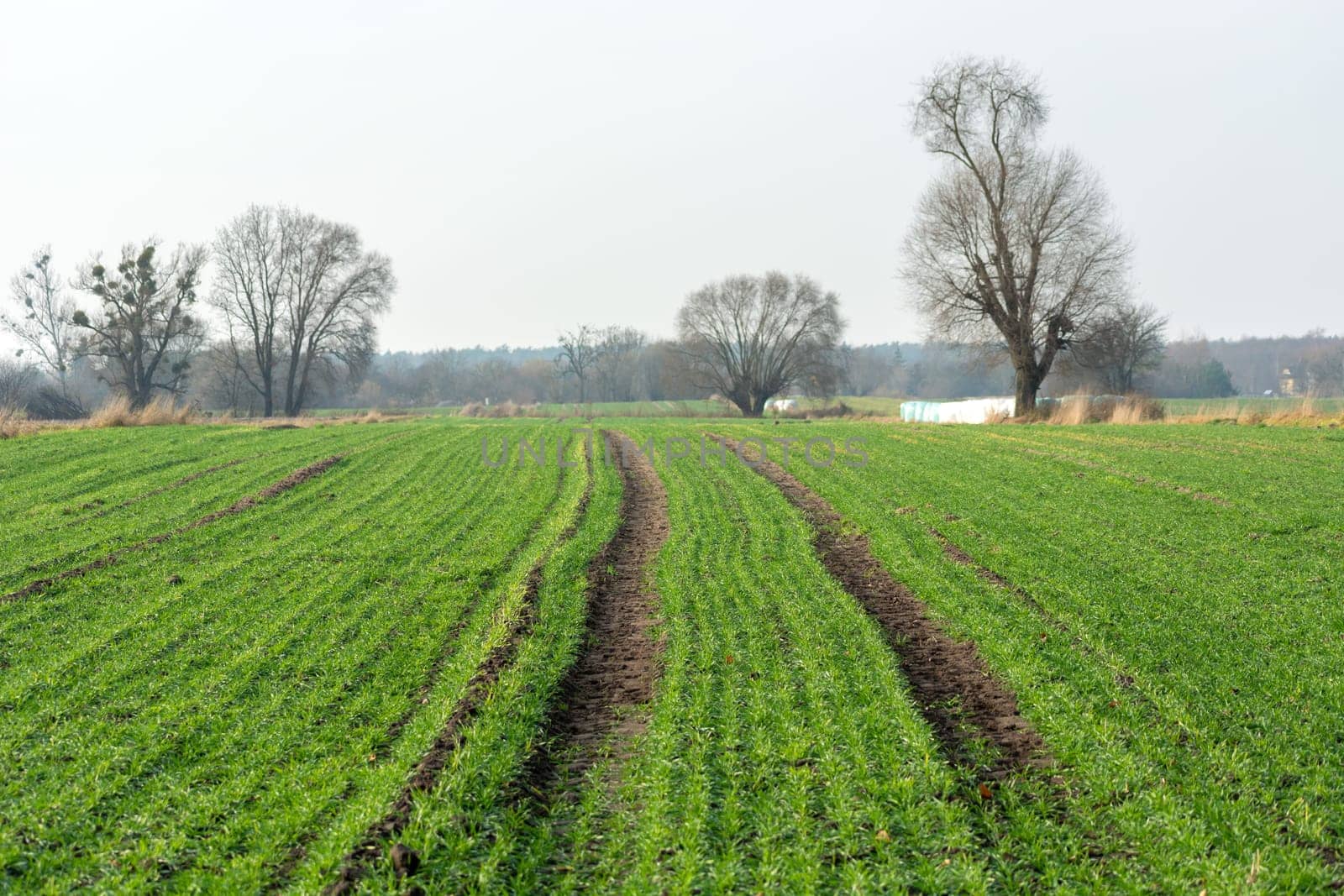 A path through a green field with winter grain, autumn day