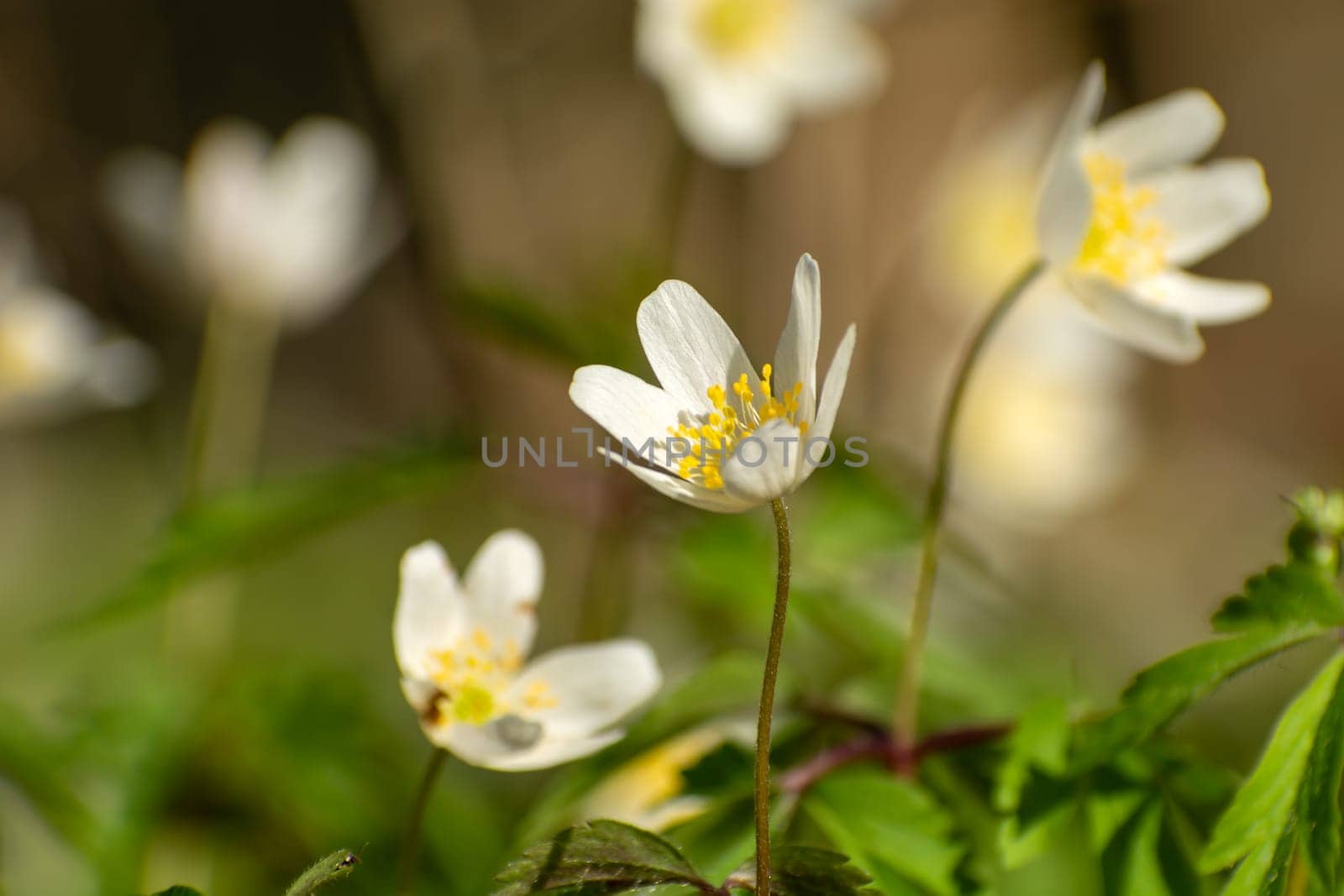White Anemone nemorosa flowers in close-up, spring day
