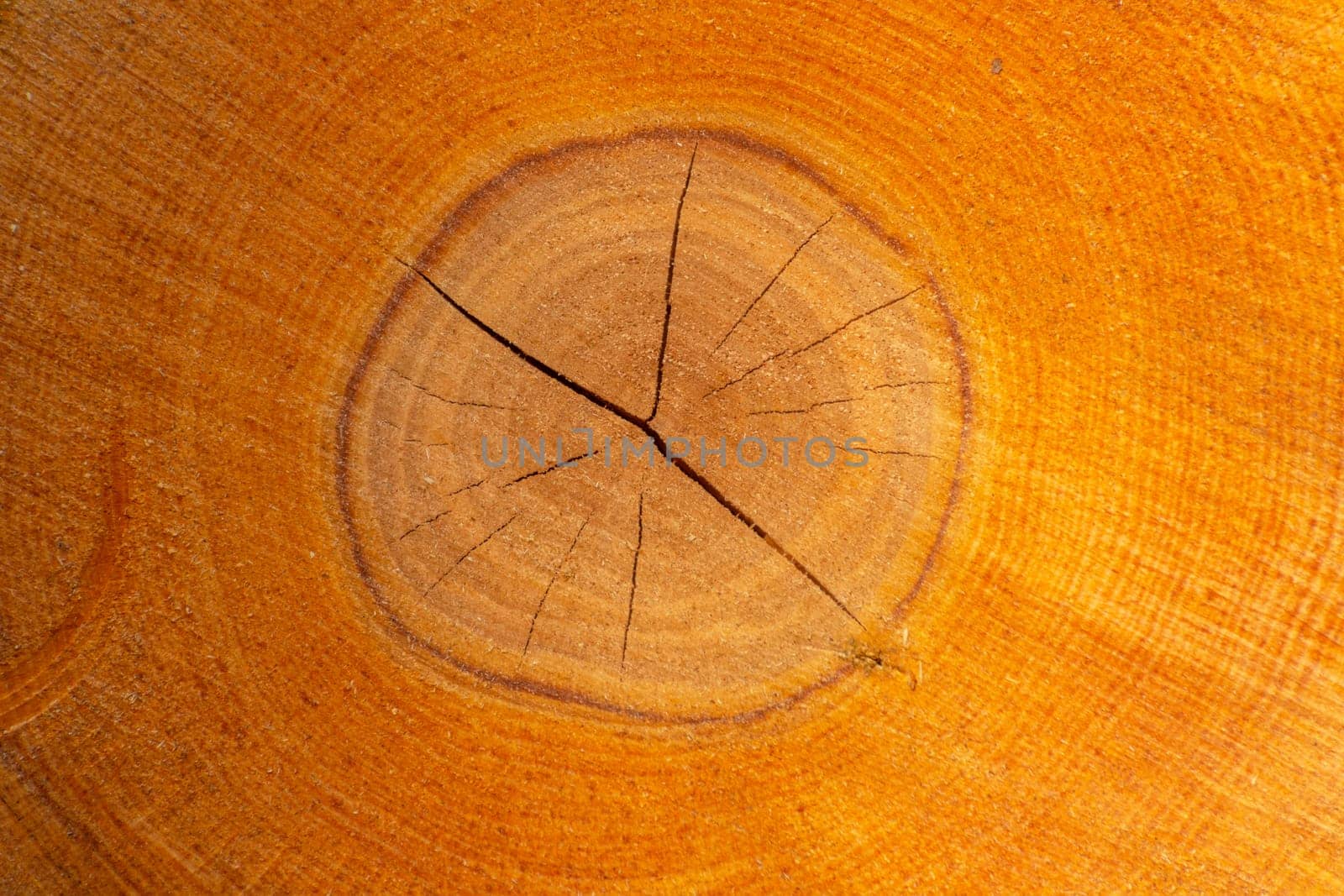 Round cross-section of a tree trunk, tree rings, background