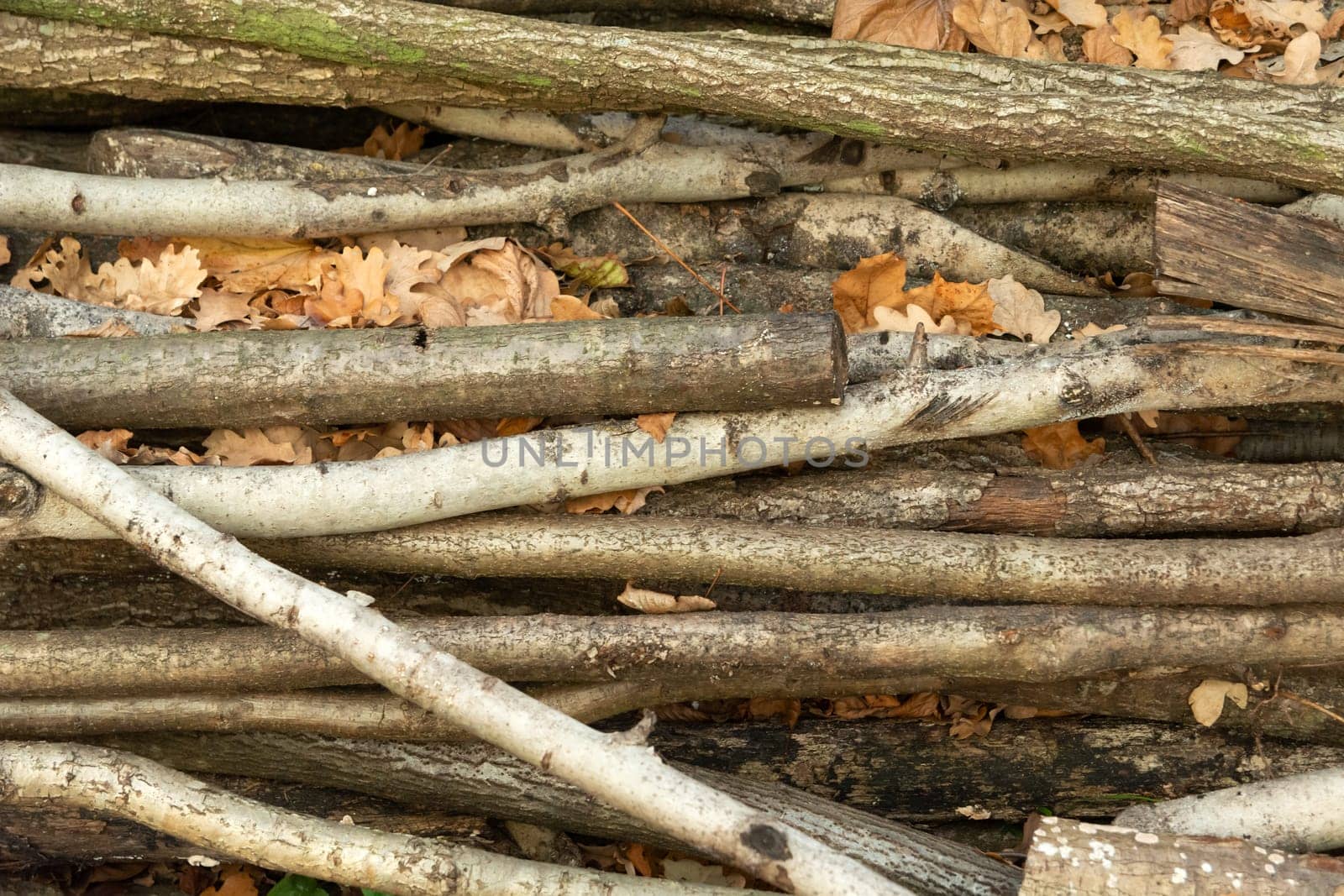 Cut tree branches and leaves on a pile, autumn view