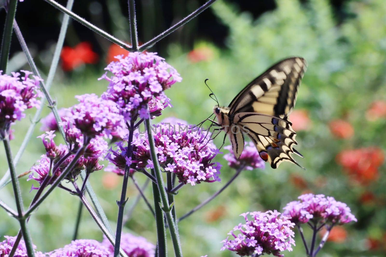 Schwalbenschwanz (Papilio machaon) auf einer Verbene