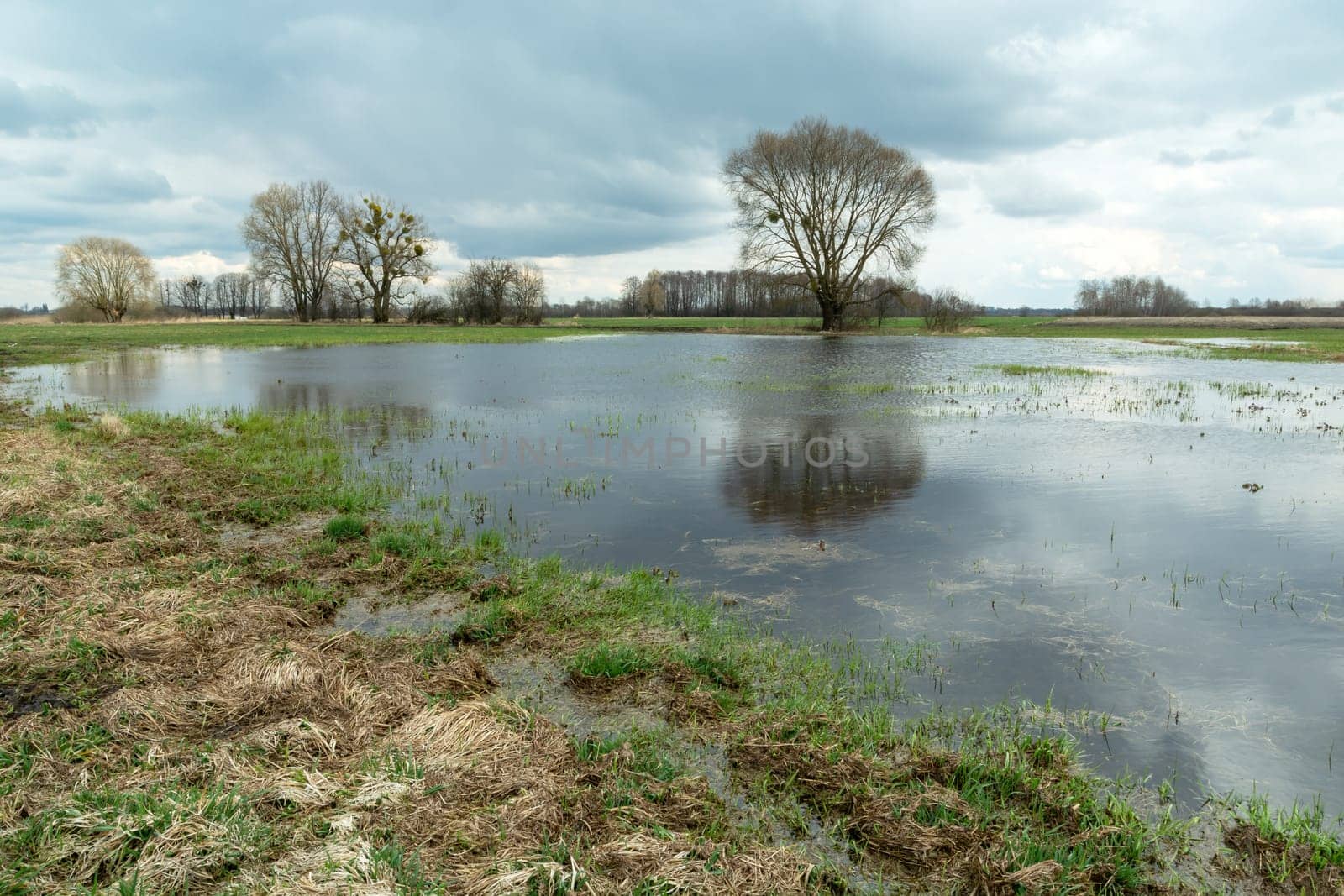 Flooded meadow, trees and cloudy sky, Nowiny, Lubelskie, Poland