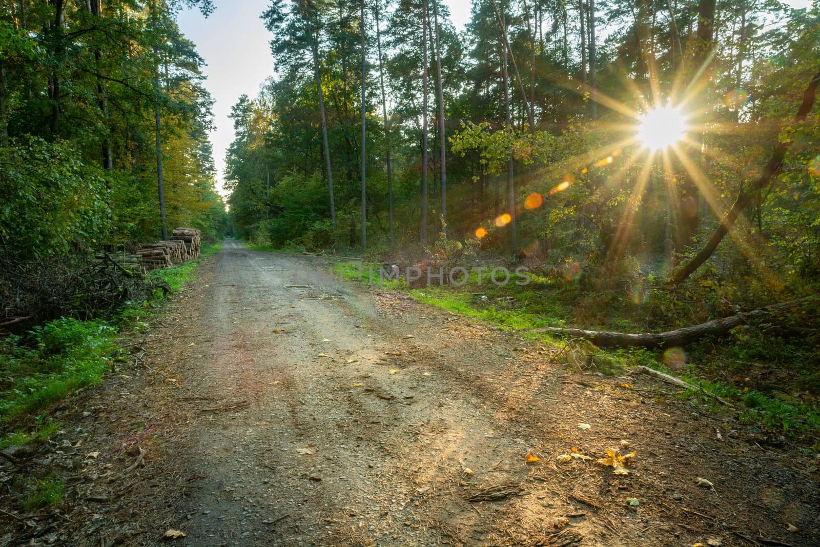 Dirt road through the forest and sunshine, Nowiny, Lubelskie, Poland