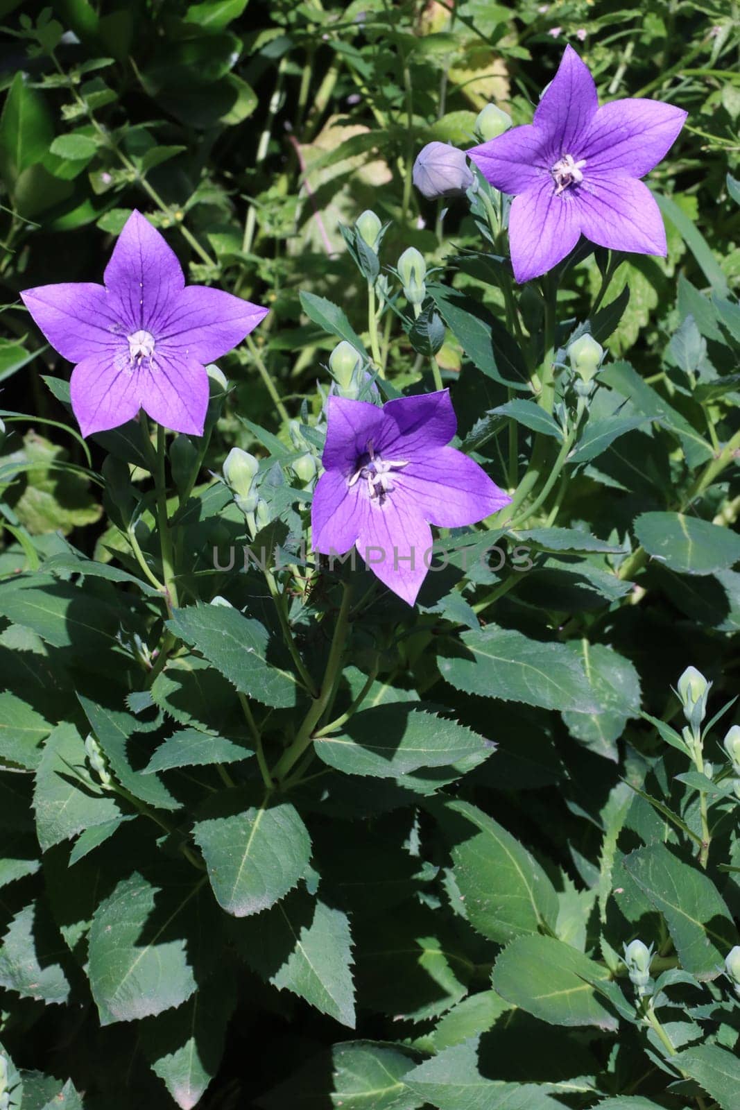 Grossblütige Ballonblume (Platycodon grandiflorus, Syn. Campanula glauca), Chinesische Glockenblume