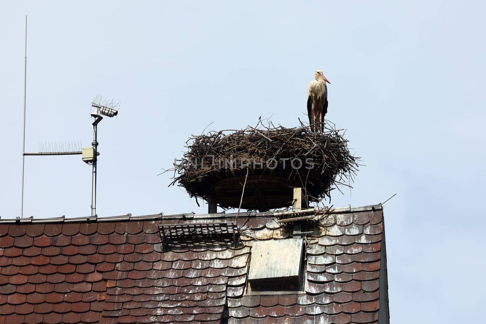Stork's nest with stork on the church tower of Gundelfingen (district Breisgau-Hochschwarzwald)
