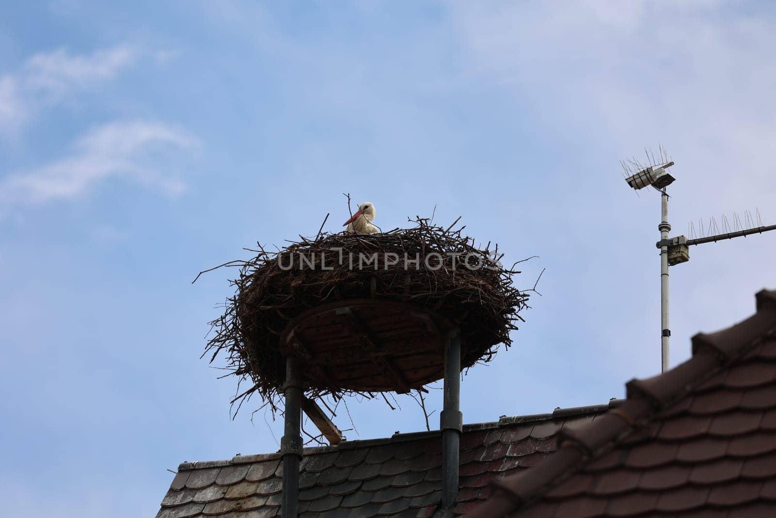 Stork's nest with stork on the church tower of Gundelfingen (district Breisgau-Hochschwarzwald)