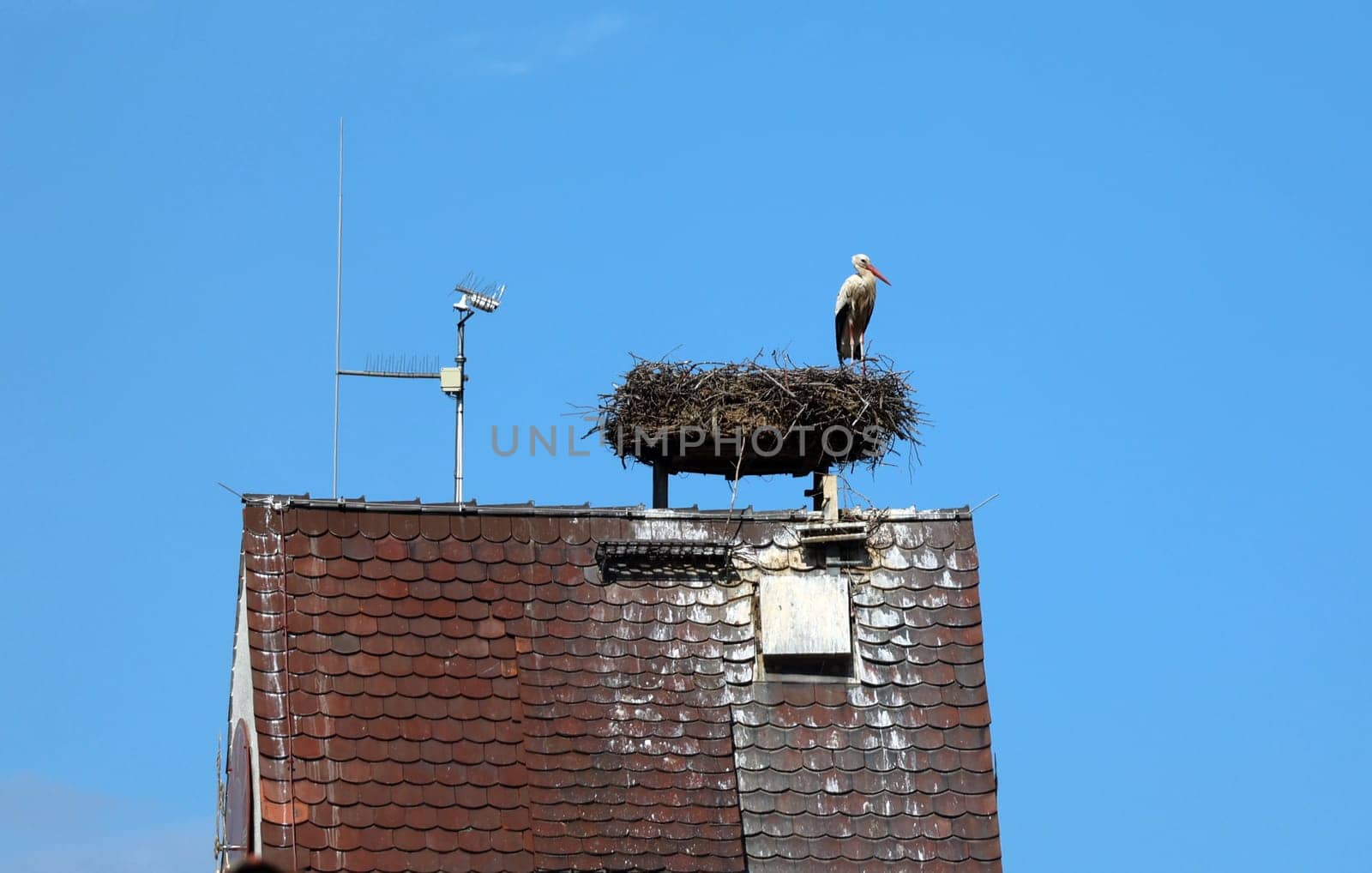 Stork's nest with stork on the church tower of Gundelfingen (district Breisgau-Hochschwarzwald)