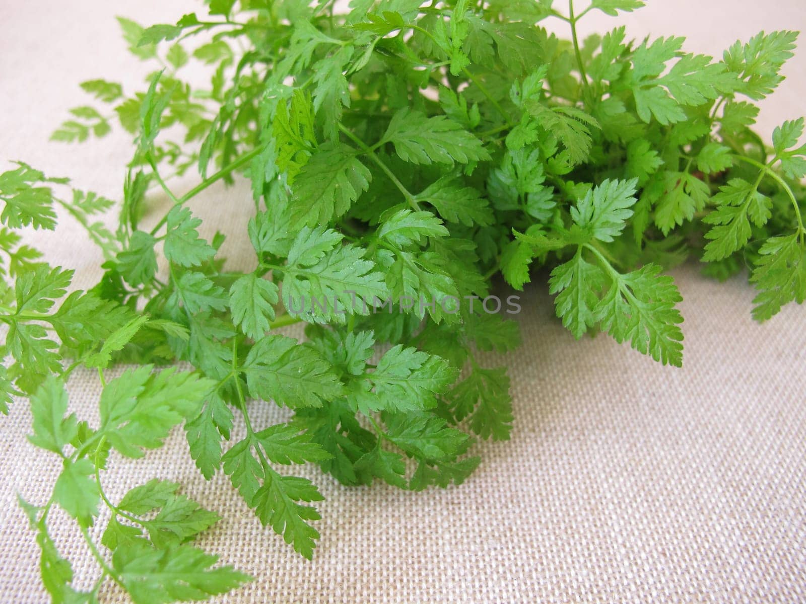 A herb bouquet with fresh garden chervil, anthriscus cerefolium