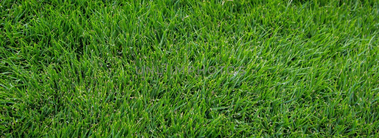 A grass texture, lots of lush grass with a rich green.