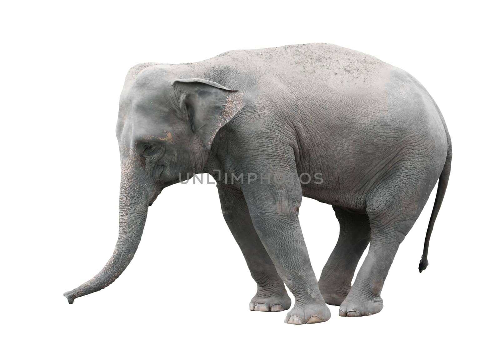 asia elephant isolated on white background