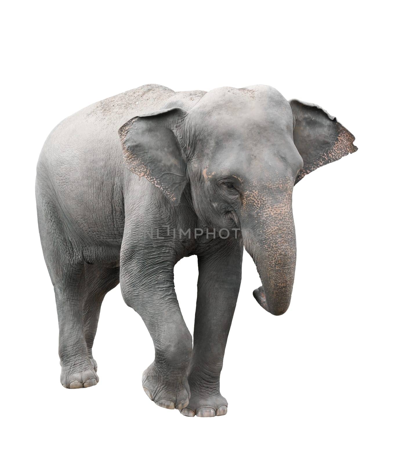 asia elephant isolated on white background