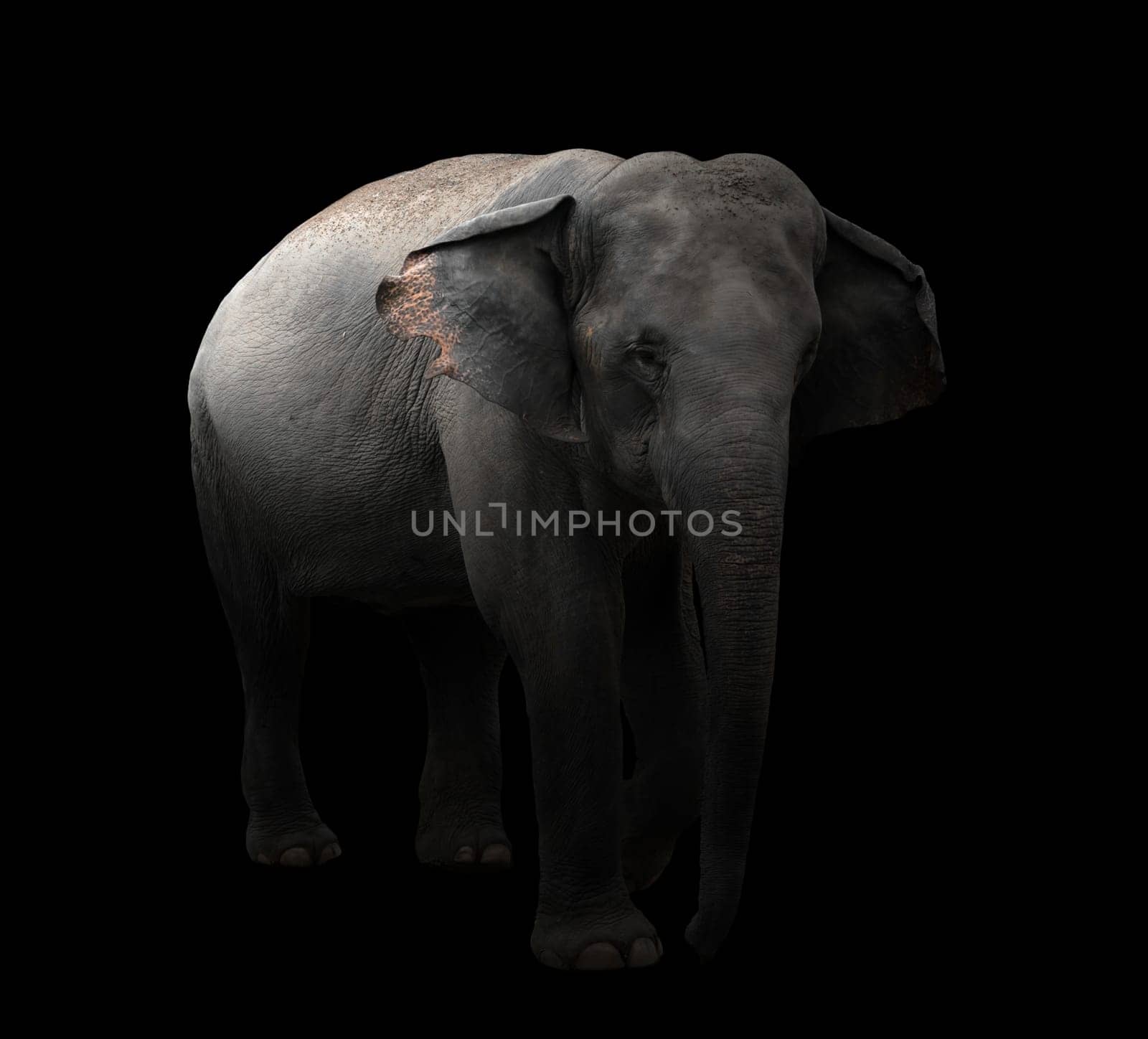 asia elephant standing in the dark
