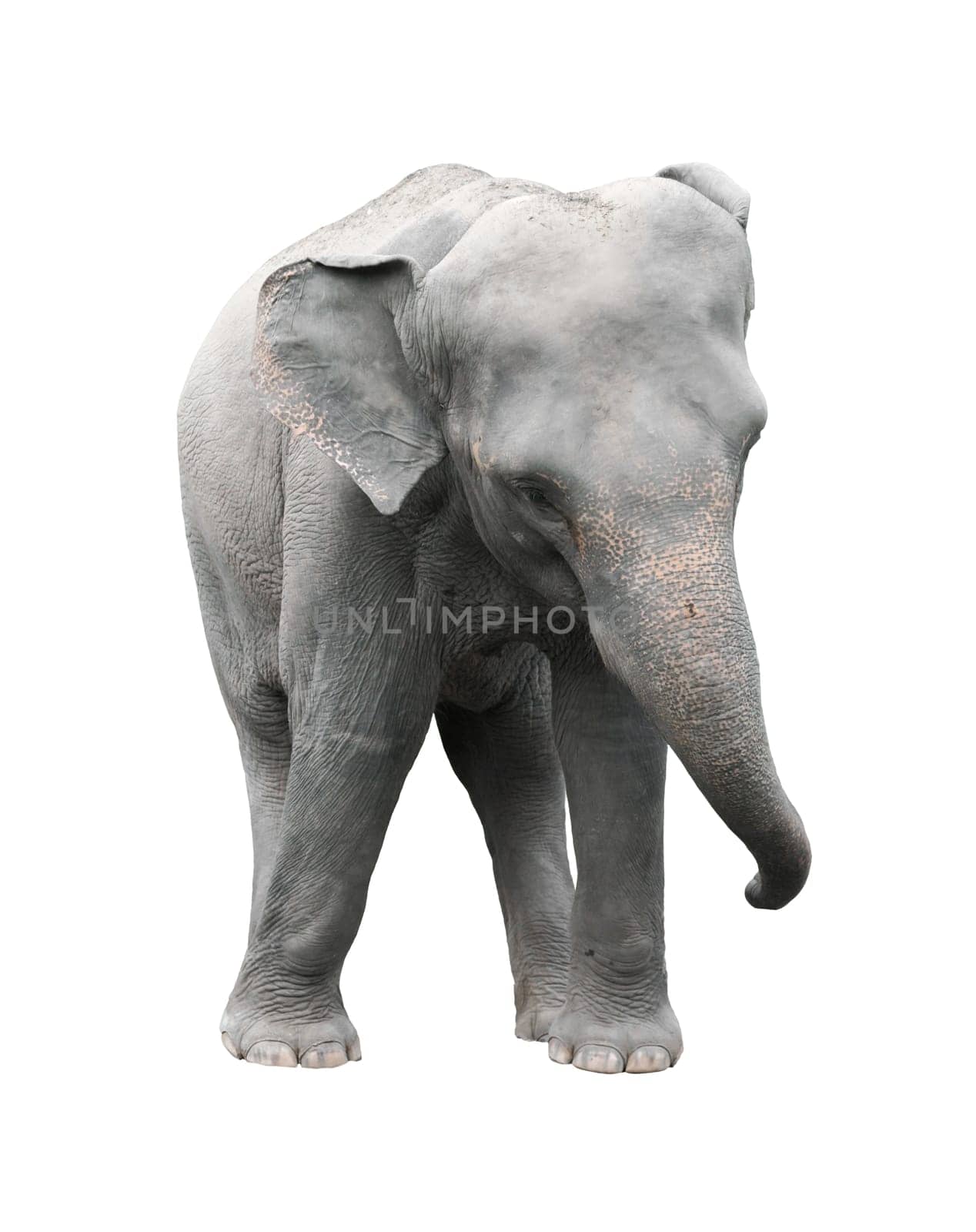 asia elephant isolated on white background
