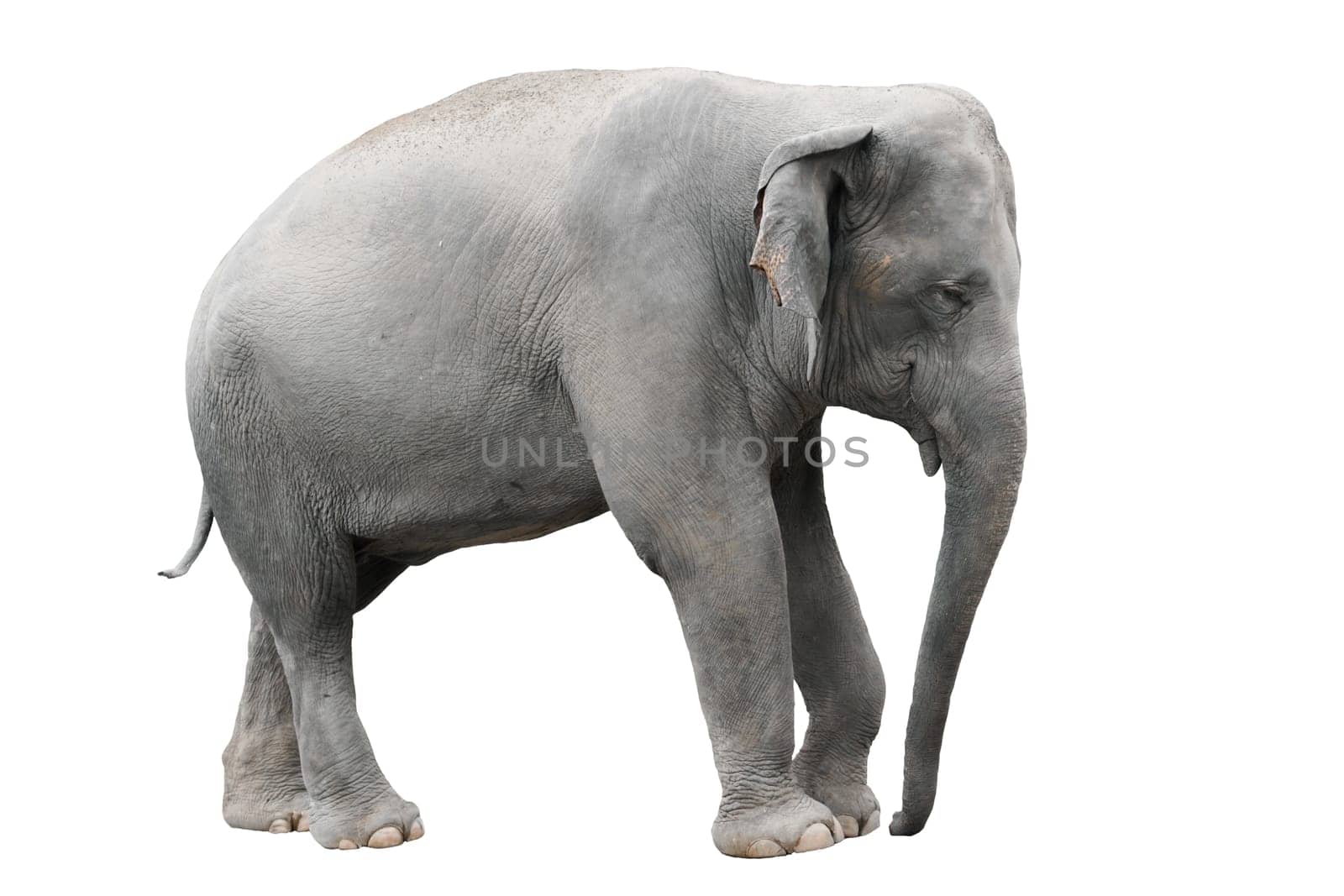 asia elephant isolated on white background