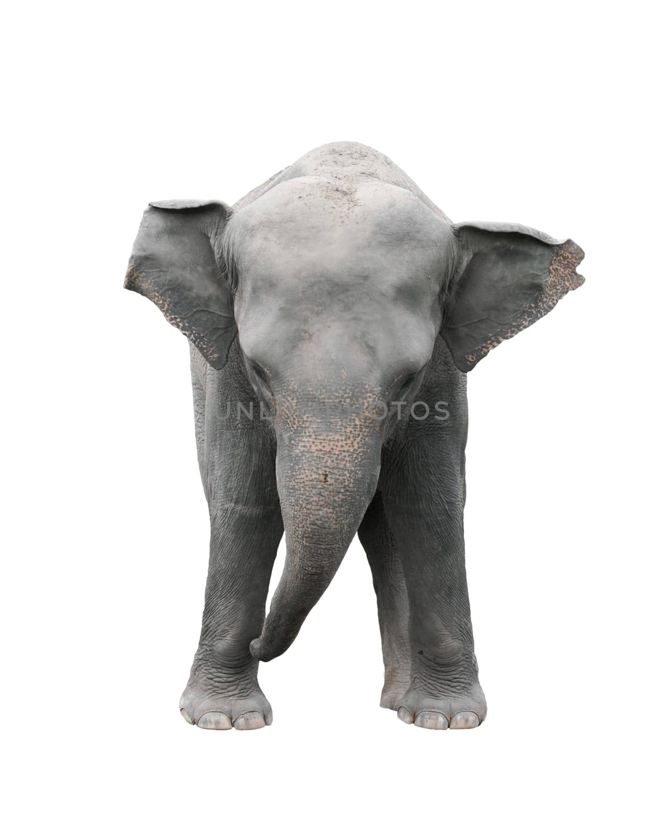 asia elephant isolated on white background