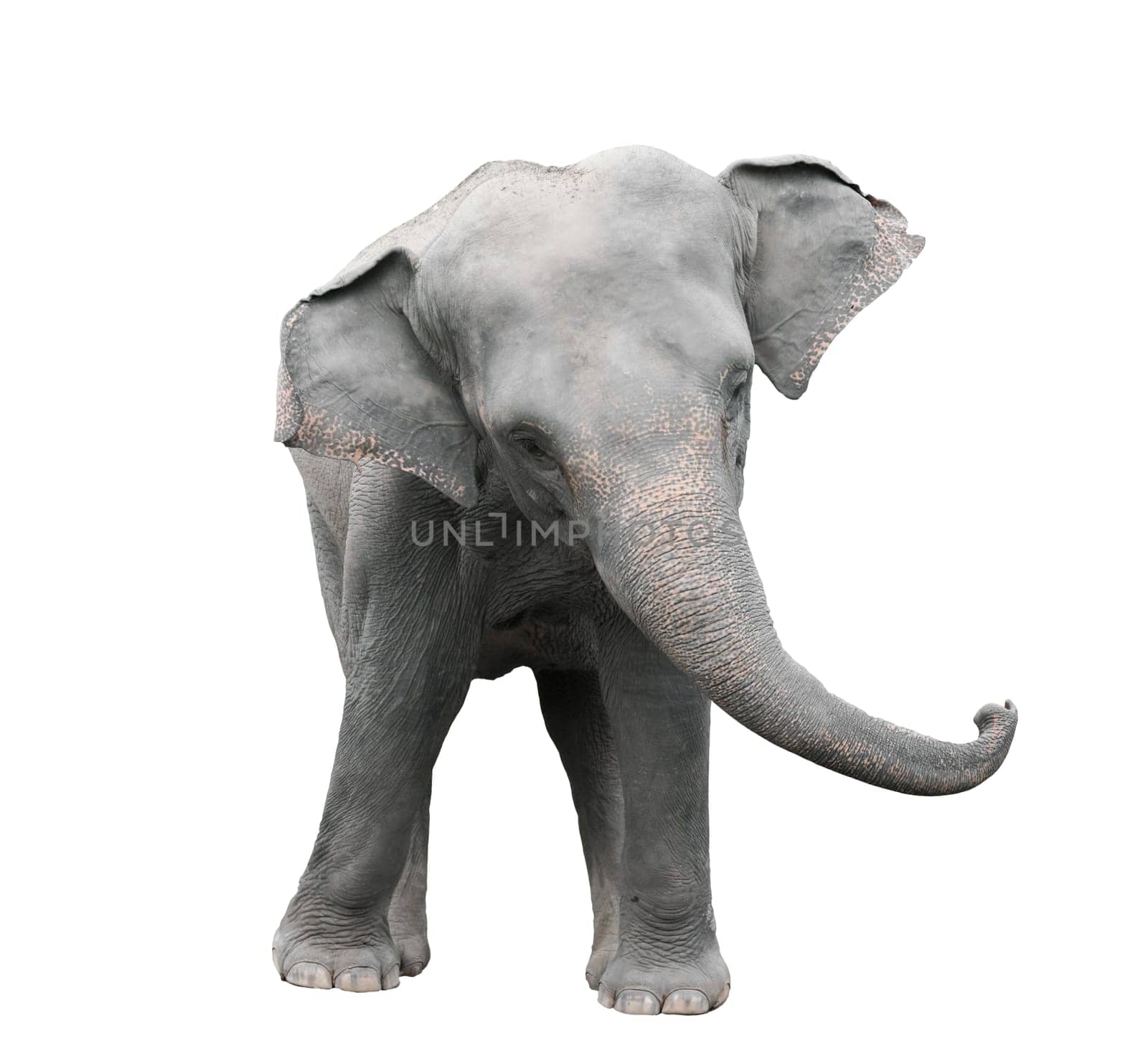asia elephant isolated on white background