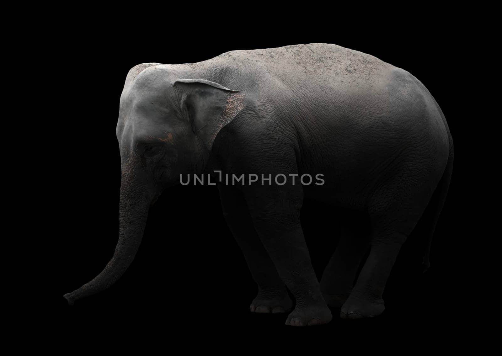 asia elephant standing in the dark