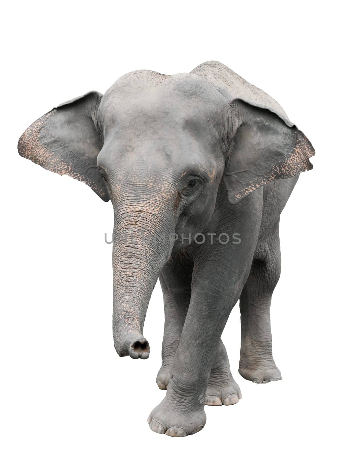 asia elephant isolated on white background