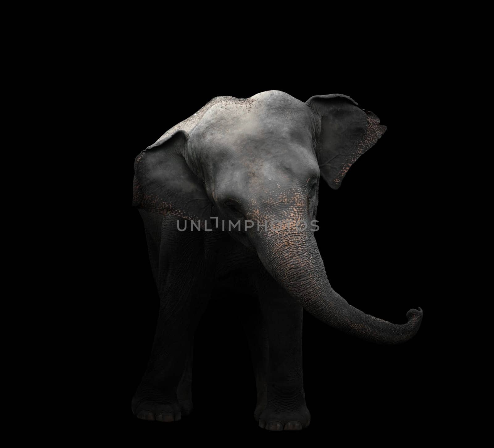 asia elephant standing in the dark