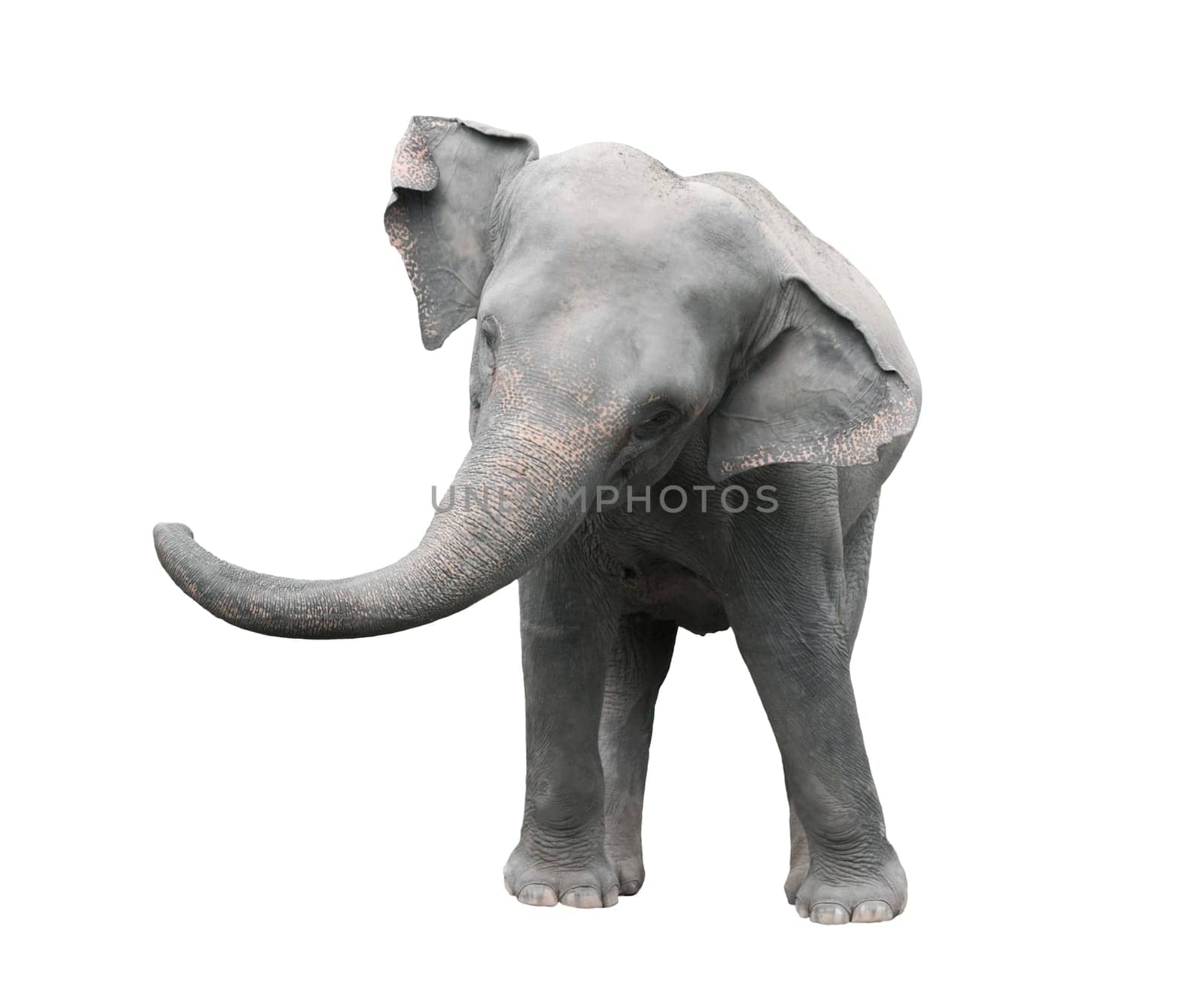 asia elephant isolated on white background