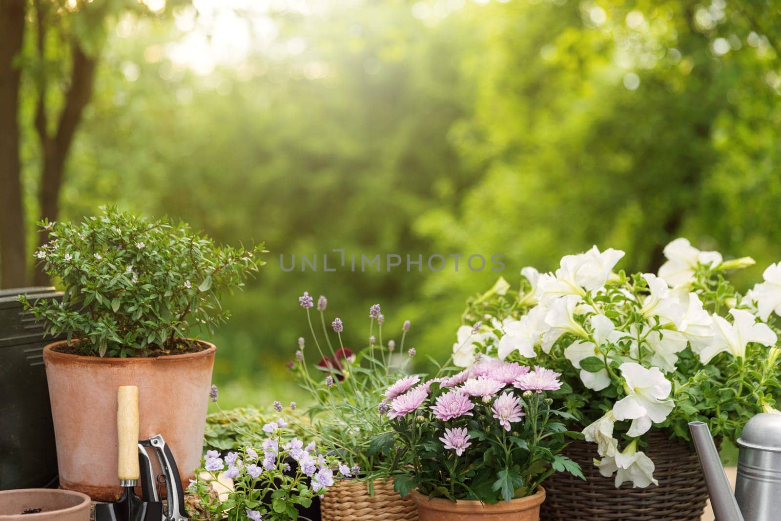 Different potted flowers, herbs, gardening equipment on green garden trees background. Hobby concept with plants, flowerpots on wooden deck terrace on sunny garden. Floral design for house decoration