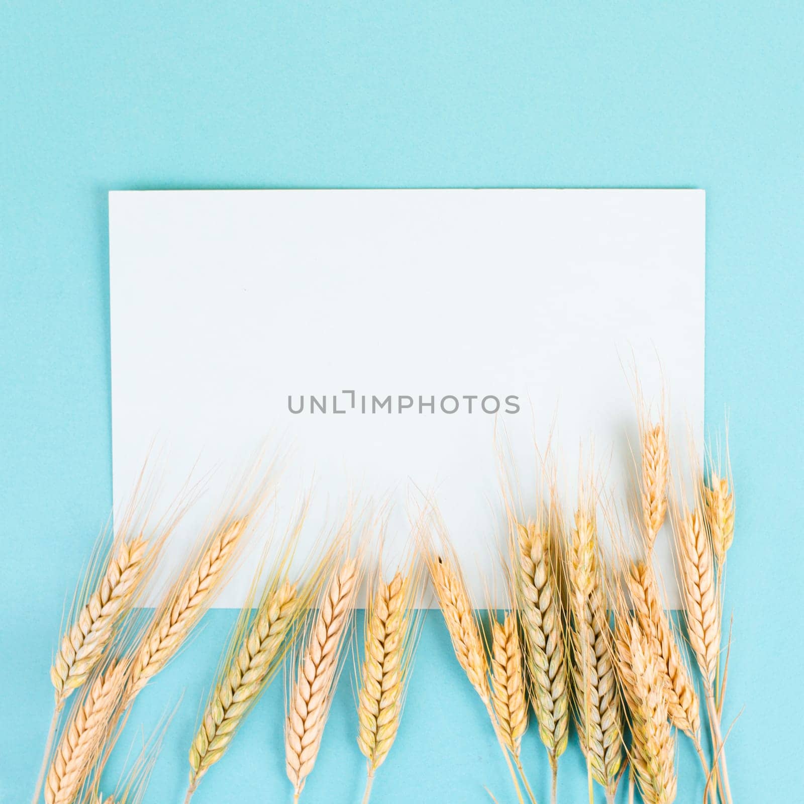 Wheat crop on a blue background, copy space for text, food harvest in the summer, golden straw, shavuot holiday